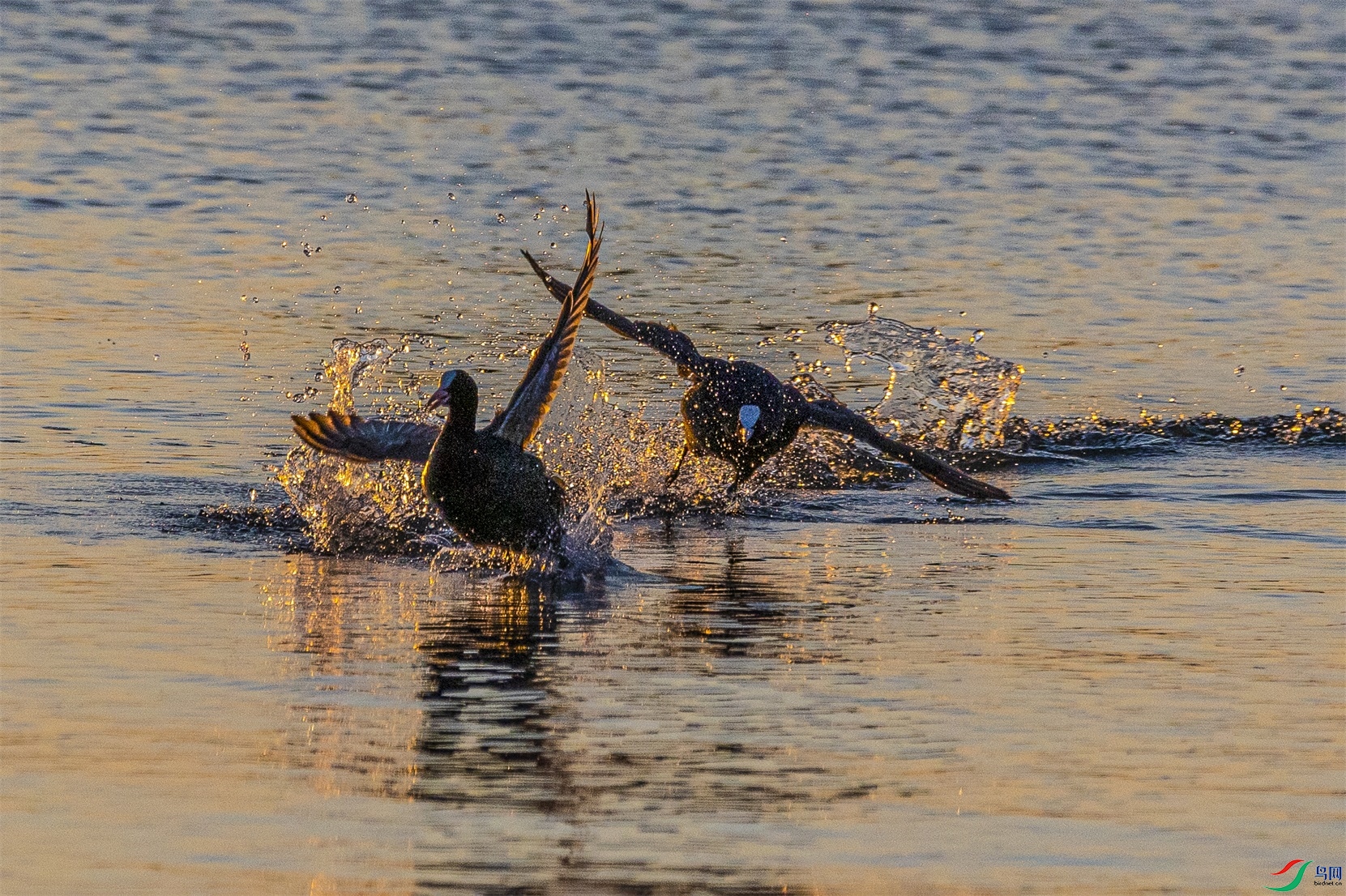 1K3A3998 ����1.jpg