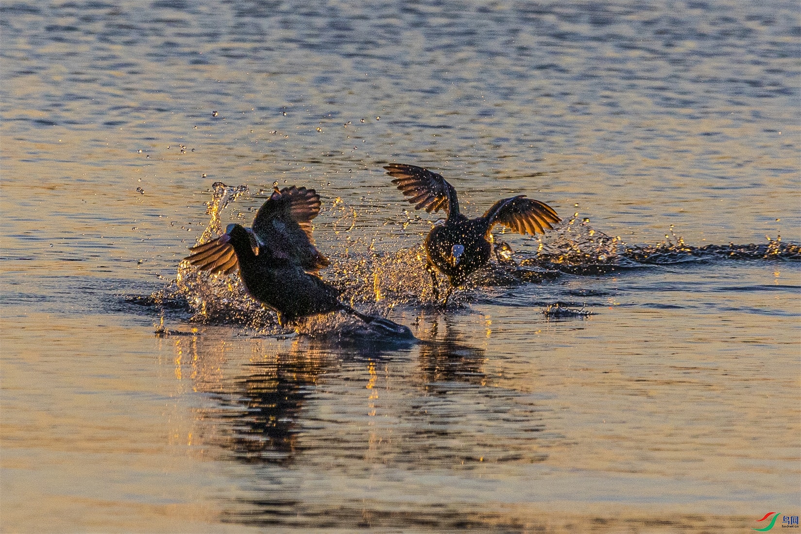 1K3A3999 ����1.jpg