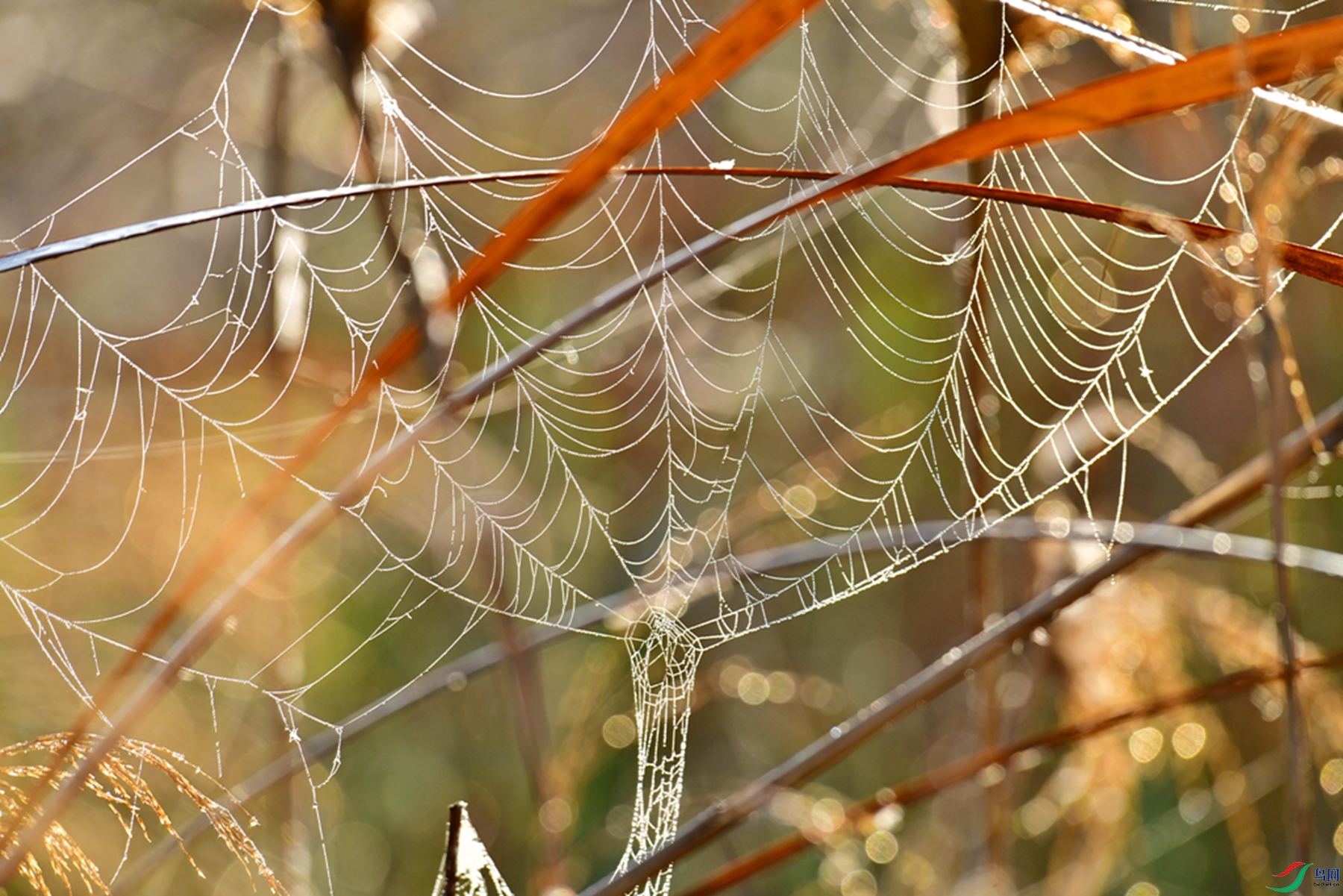 DSC_6352.jpg