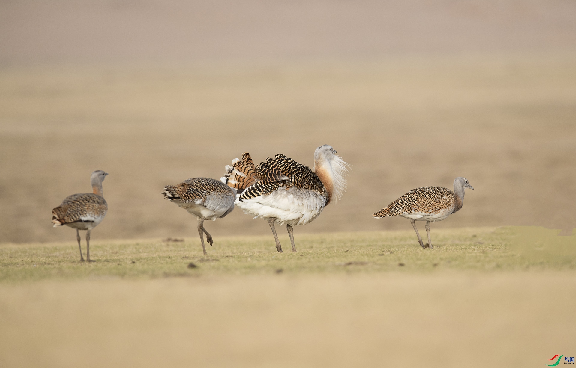 DSC_8230 ���.jpg