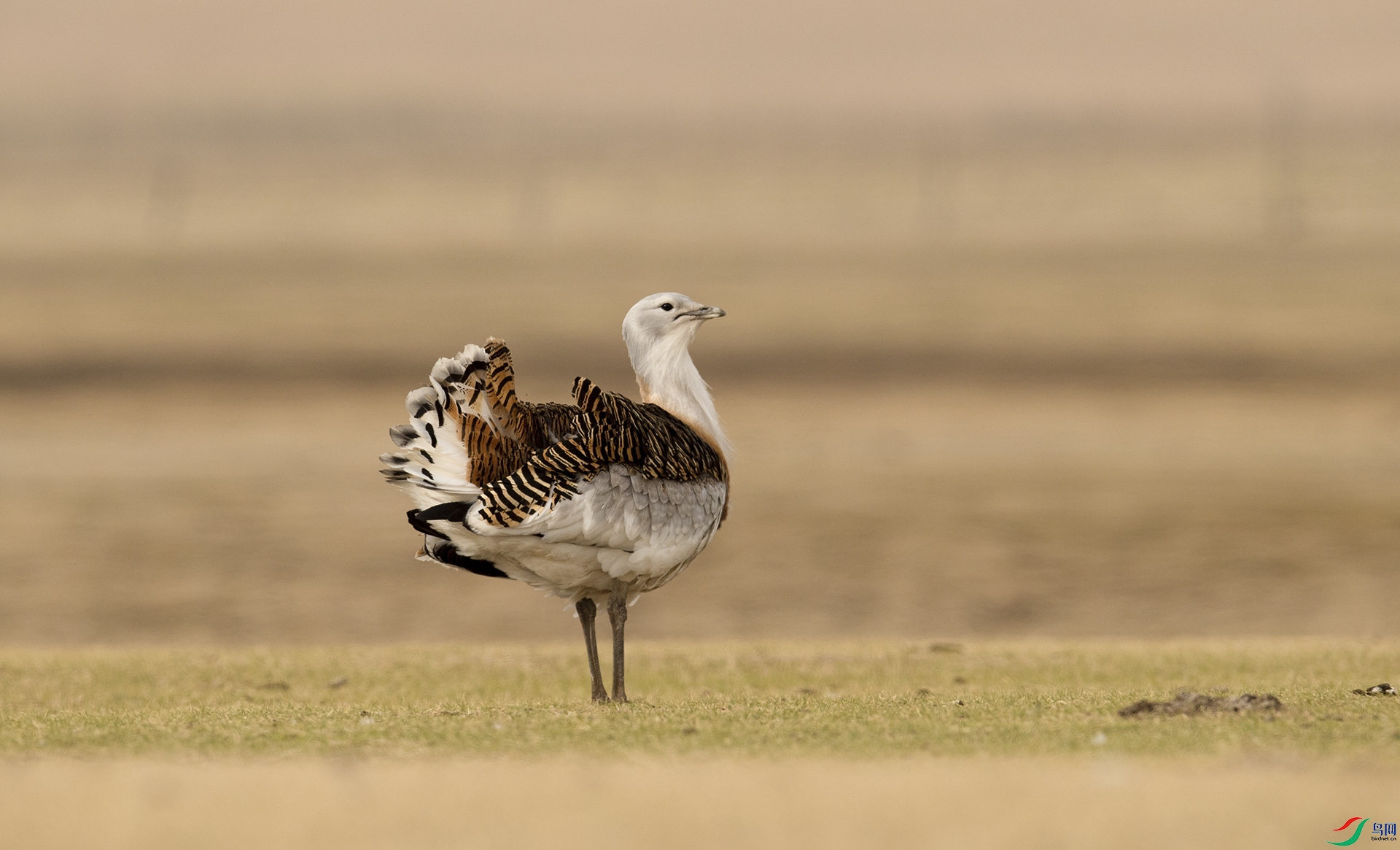 DSC_0177 ���.jpg