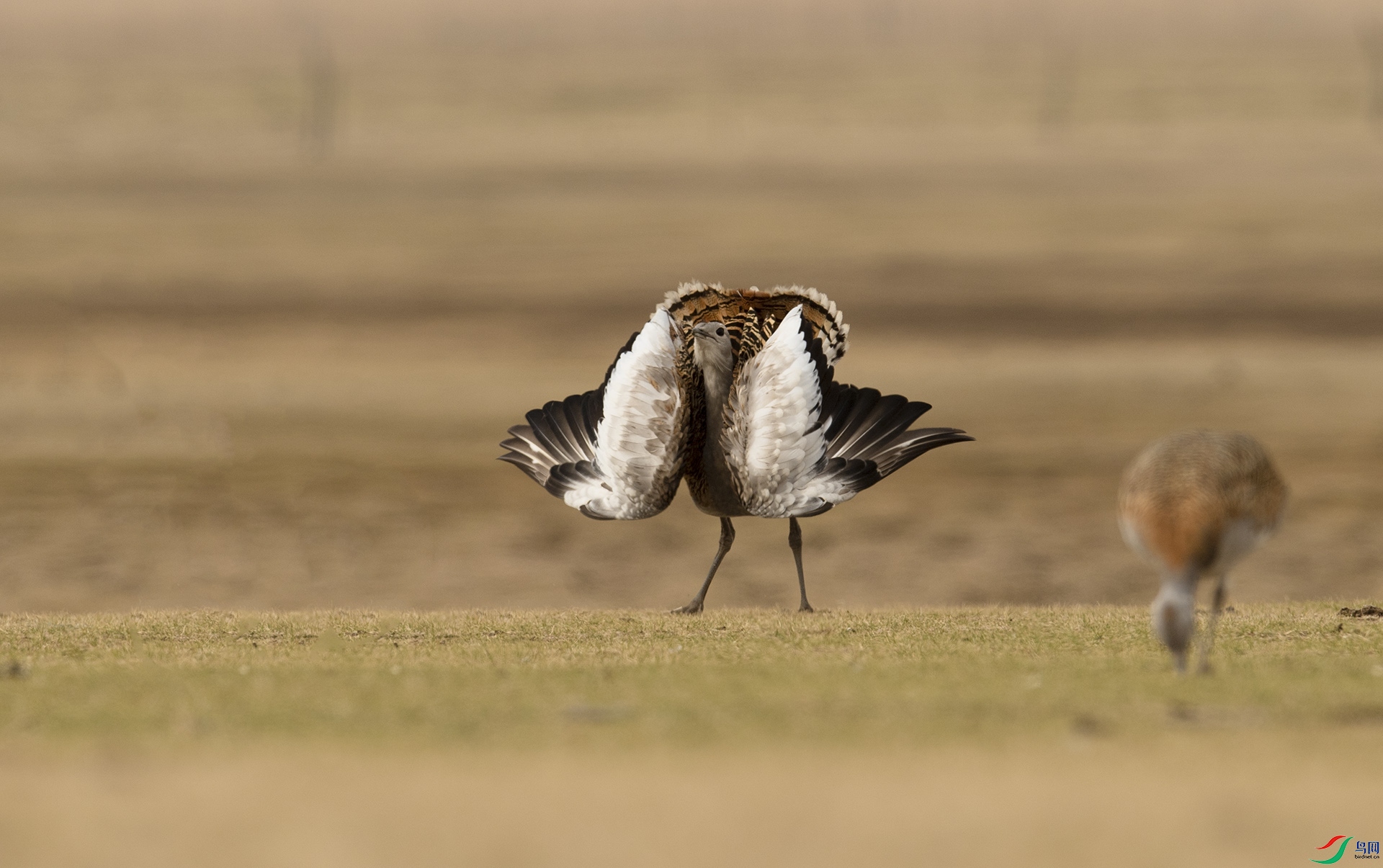 DSC_0098 ���.jpg