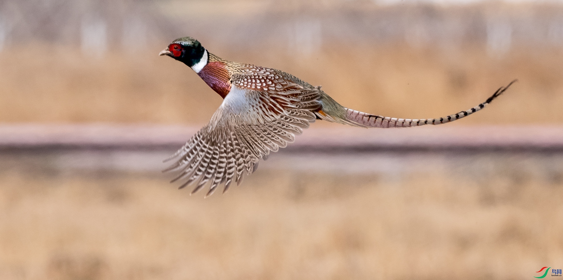 ���������飨�裩����