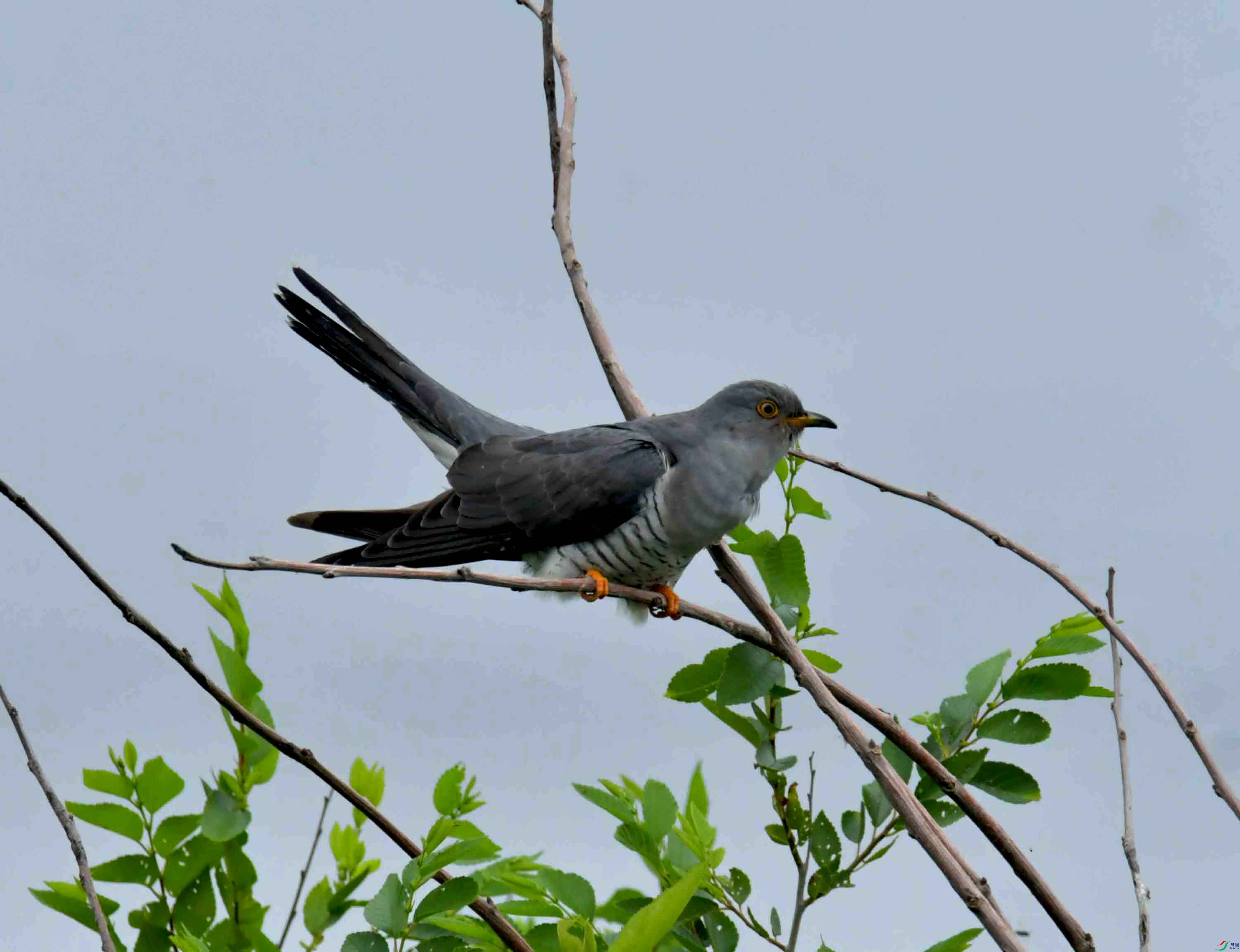 DSC_9499.JPG