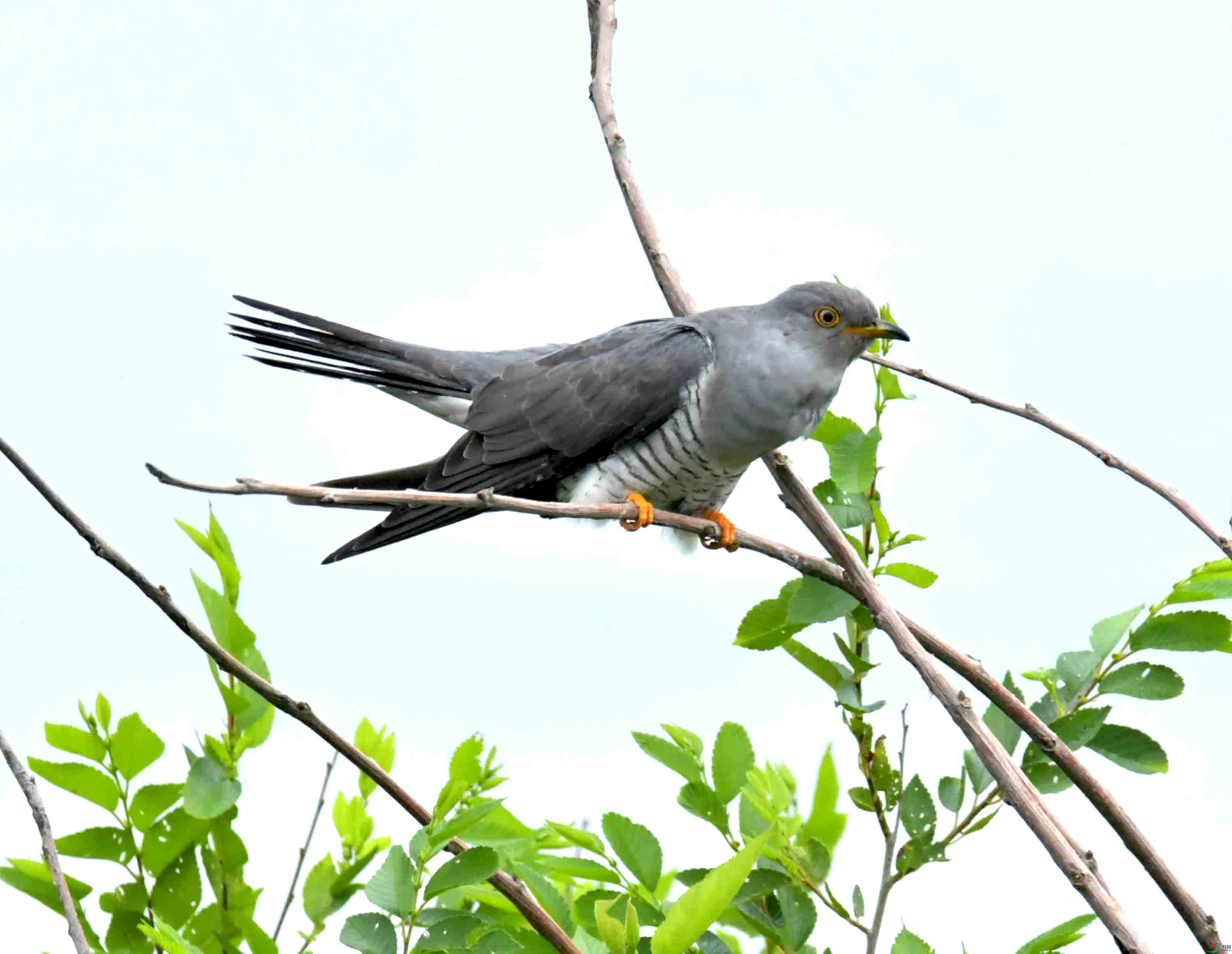 DSC_9506.JPG