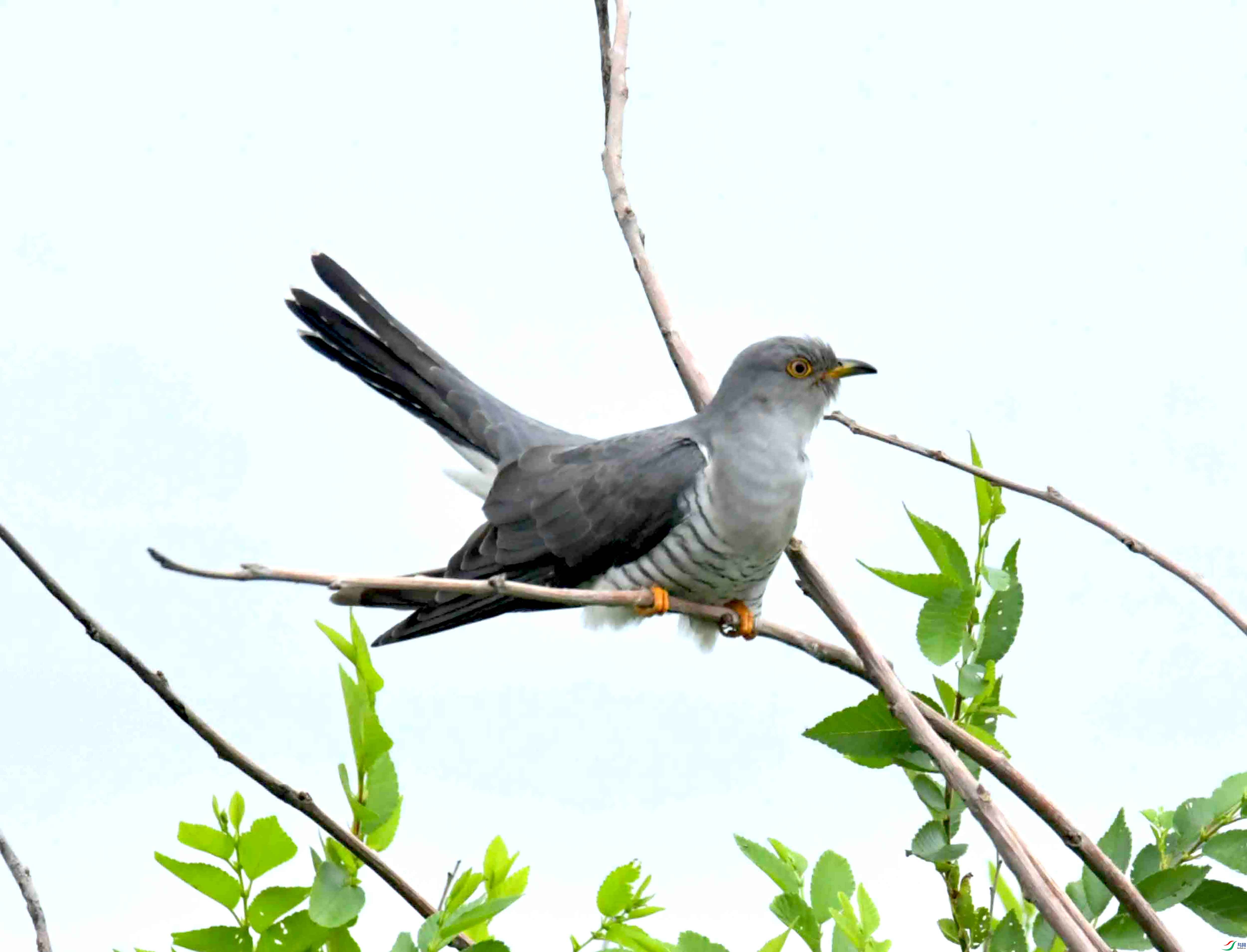 DSC_9513.JPG