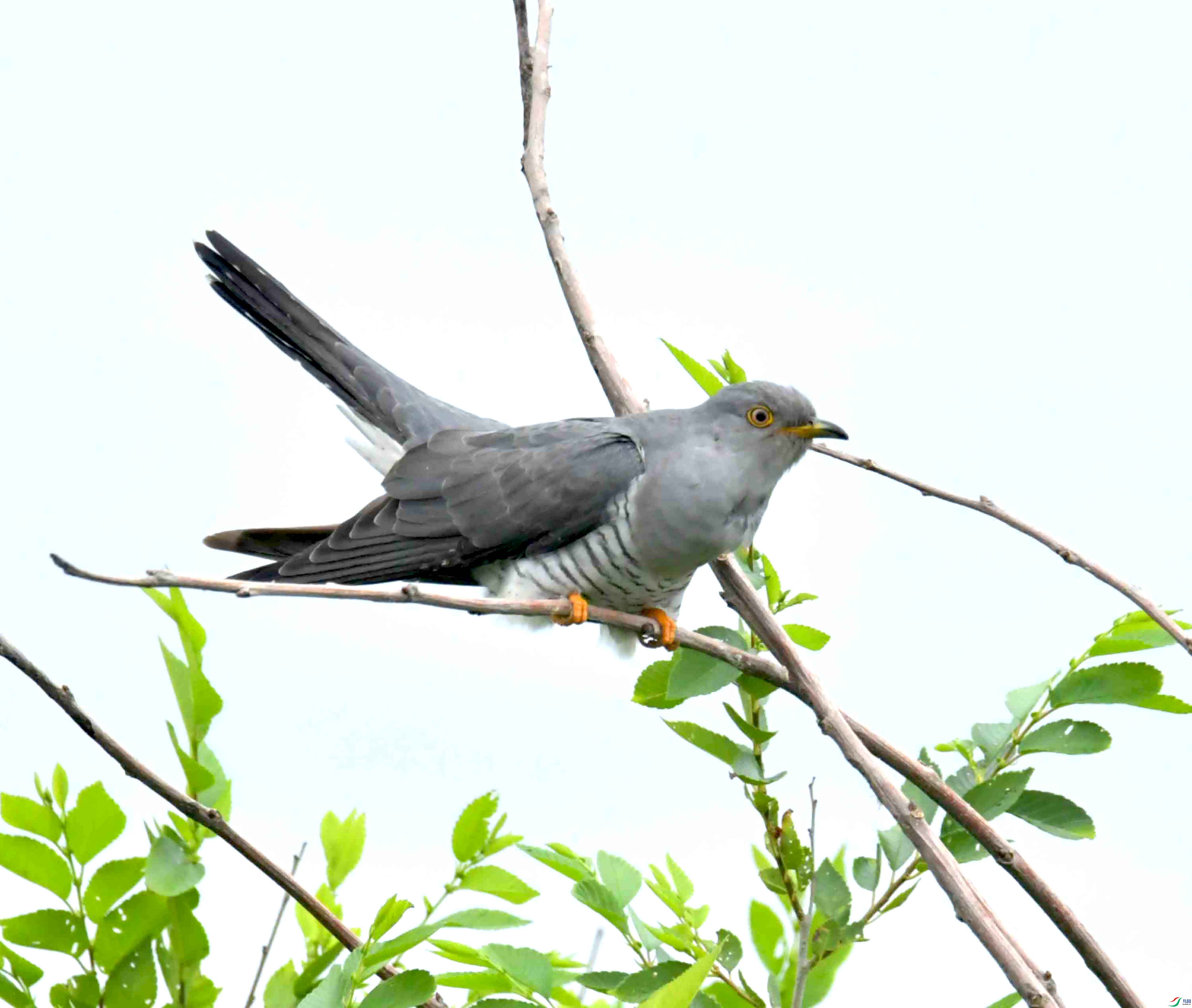 DSC_9517.JPG