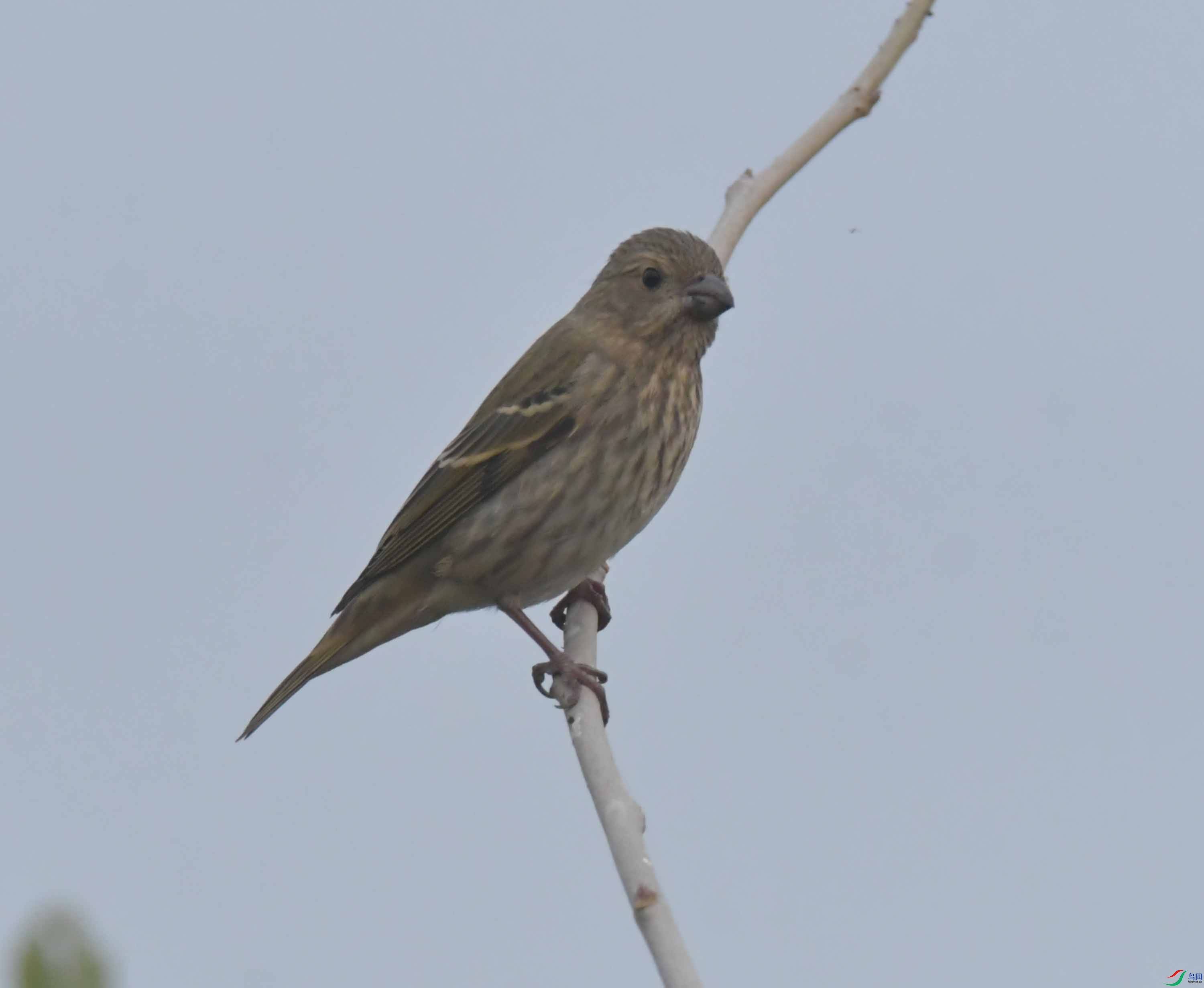 DSC_7644.JPG