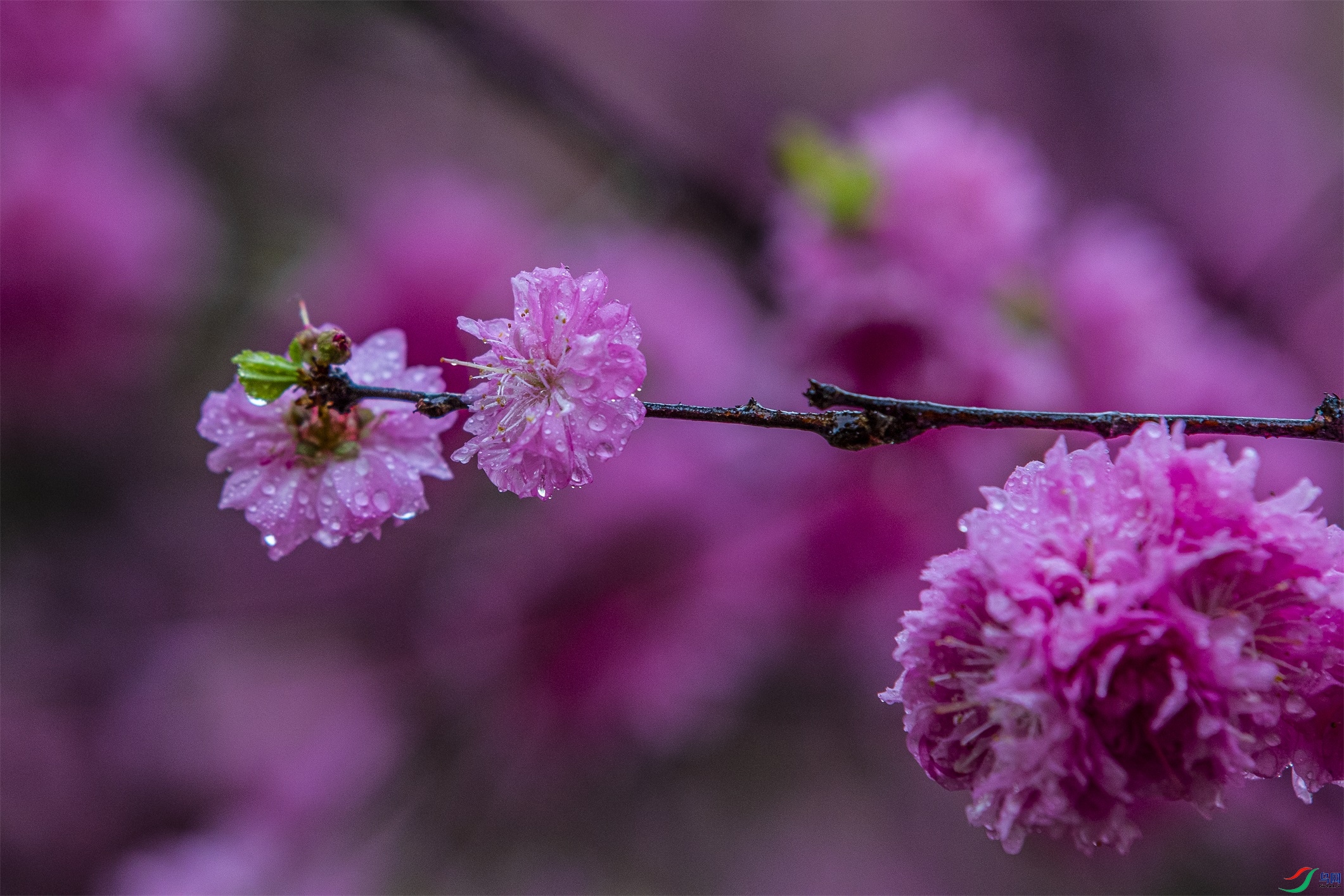 CY4A8489 ����1.jpg