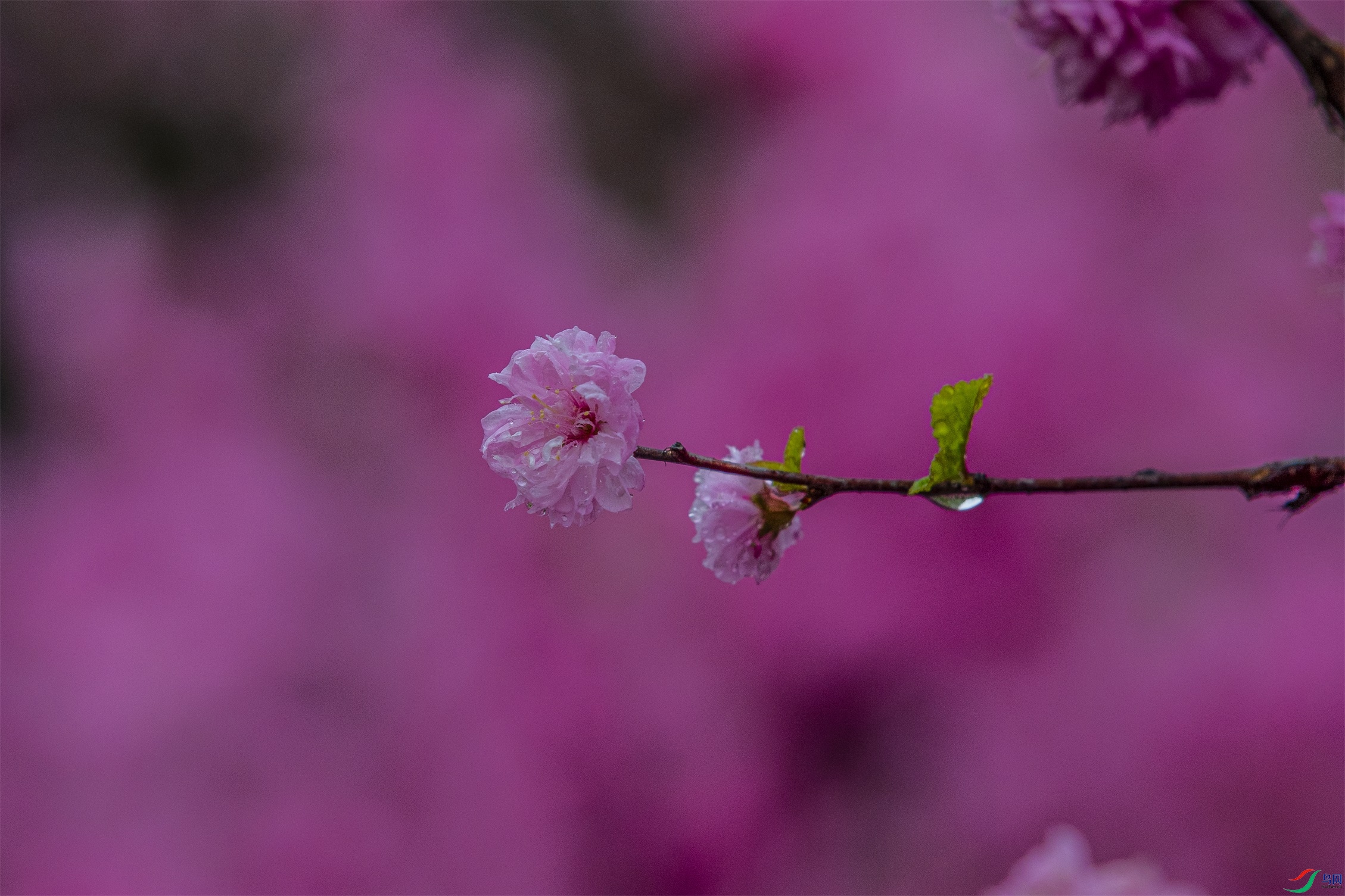 CY4A8498 ����1.jpg