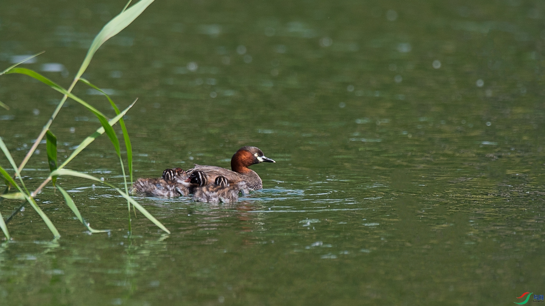 DSC_6665 - ����.jpg