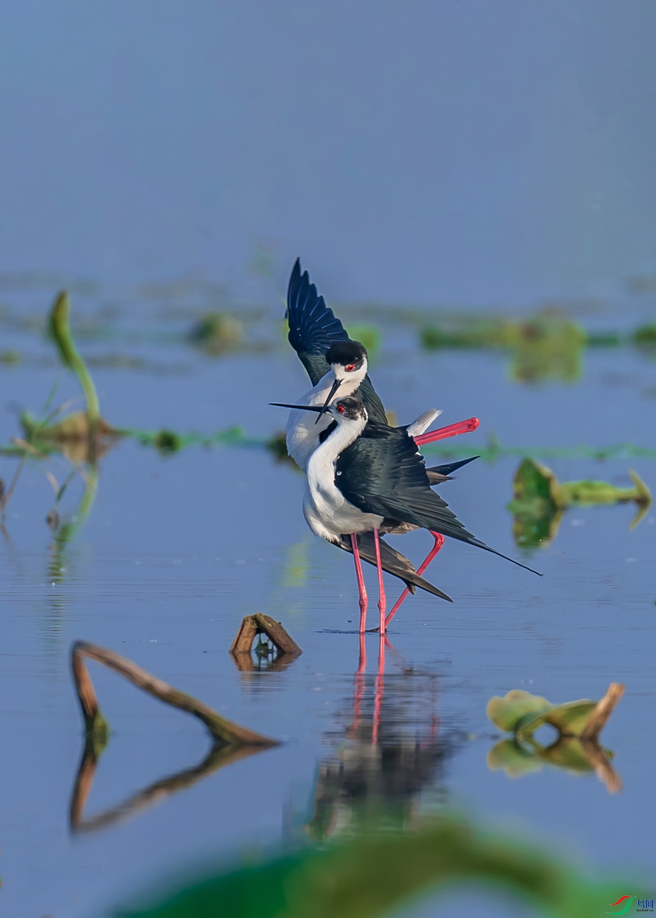 _DSC1683.jpg