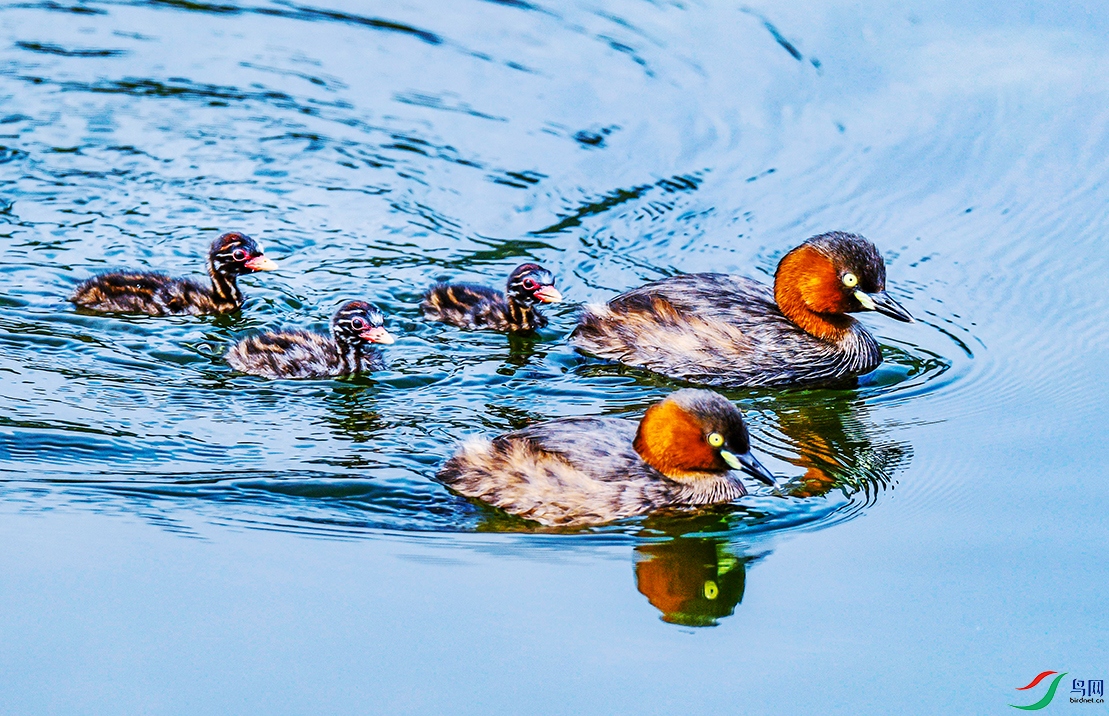 Picture 154608780.jpg