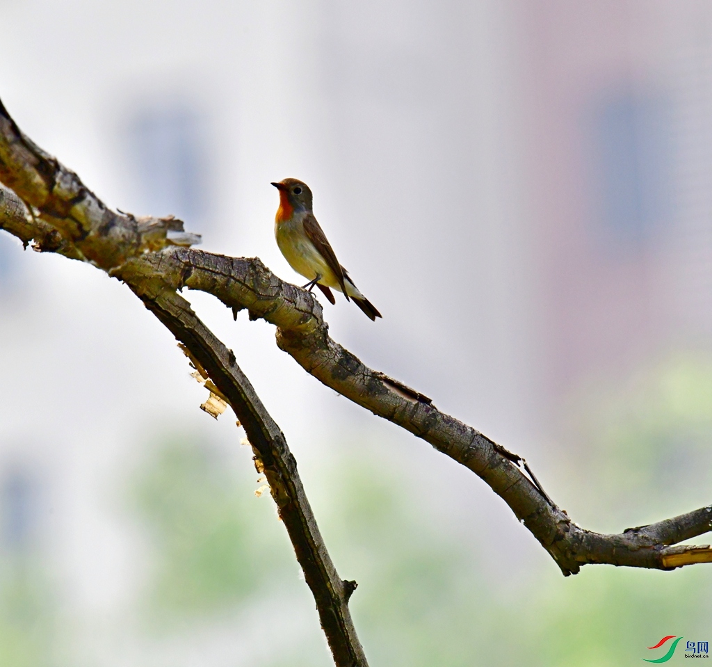 DSC_6931.jpg