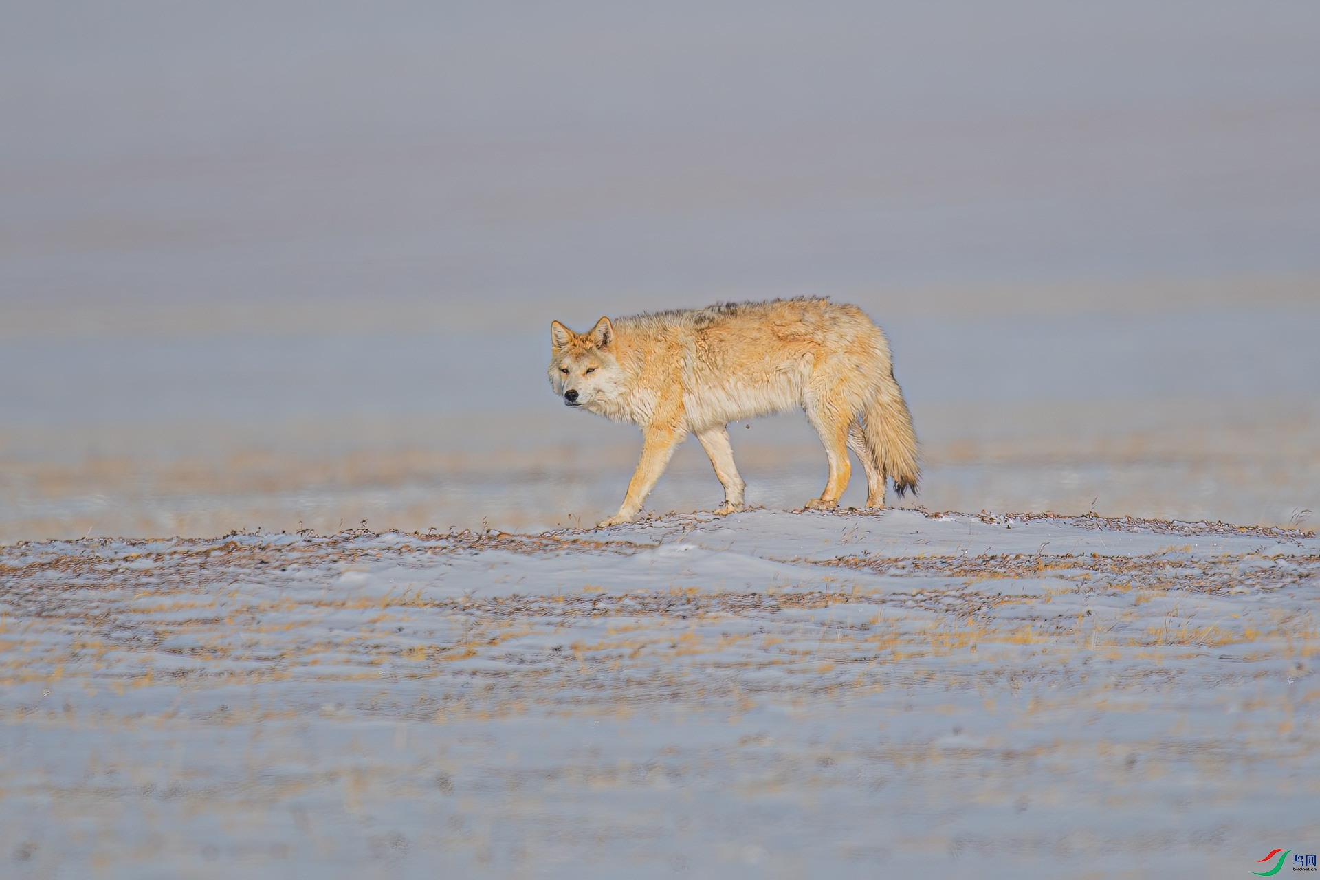 DSC_0743-500k.jpg