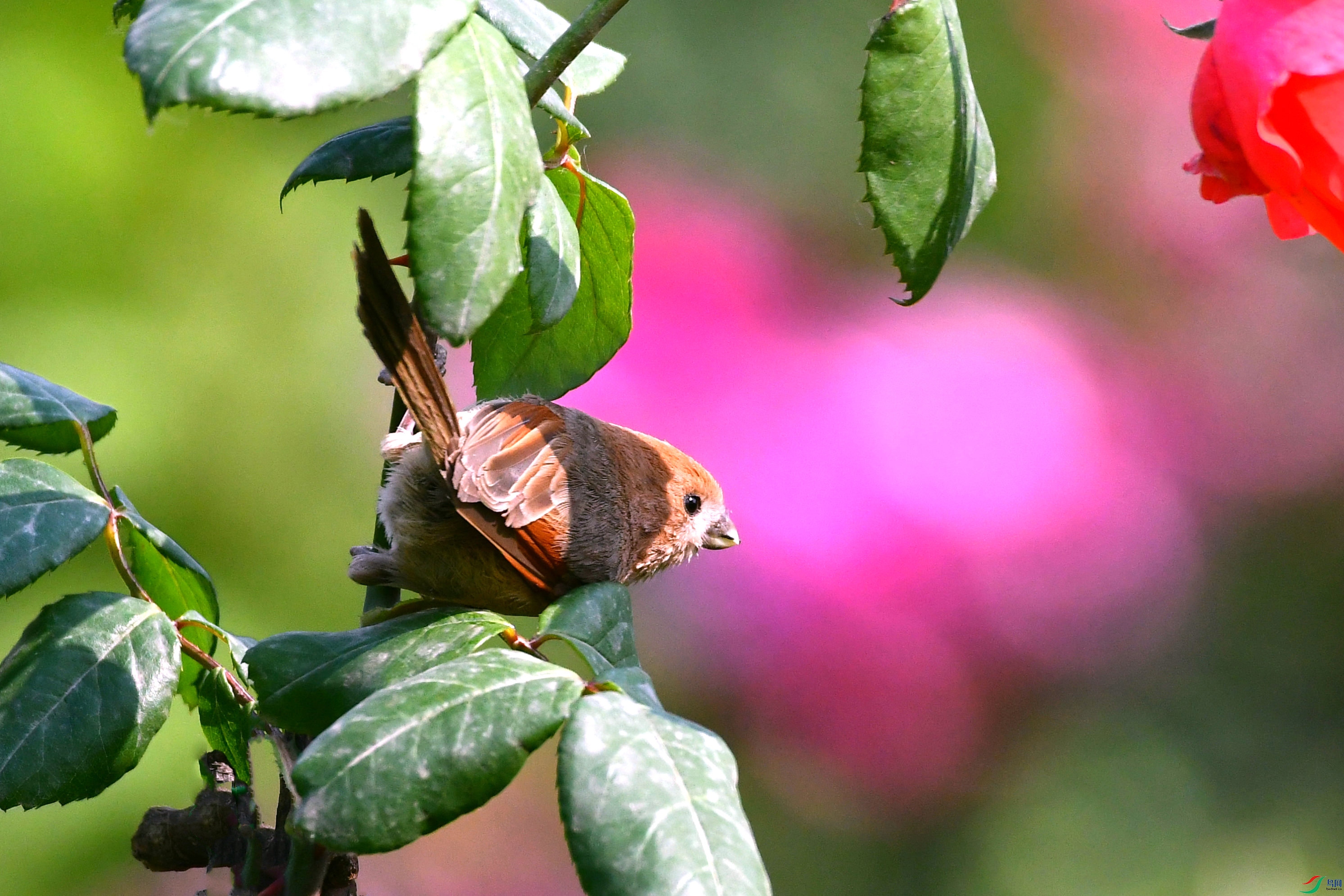 DSC_7003.JPG