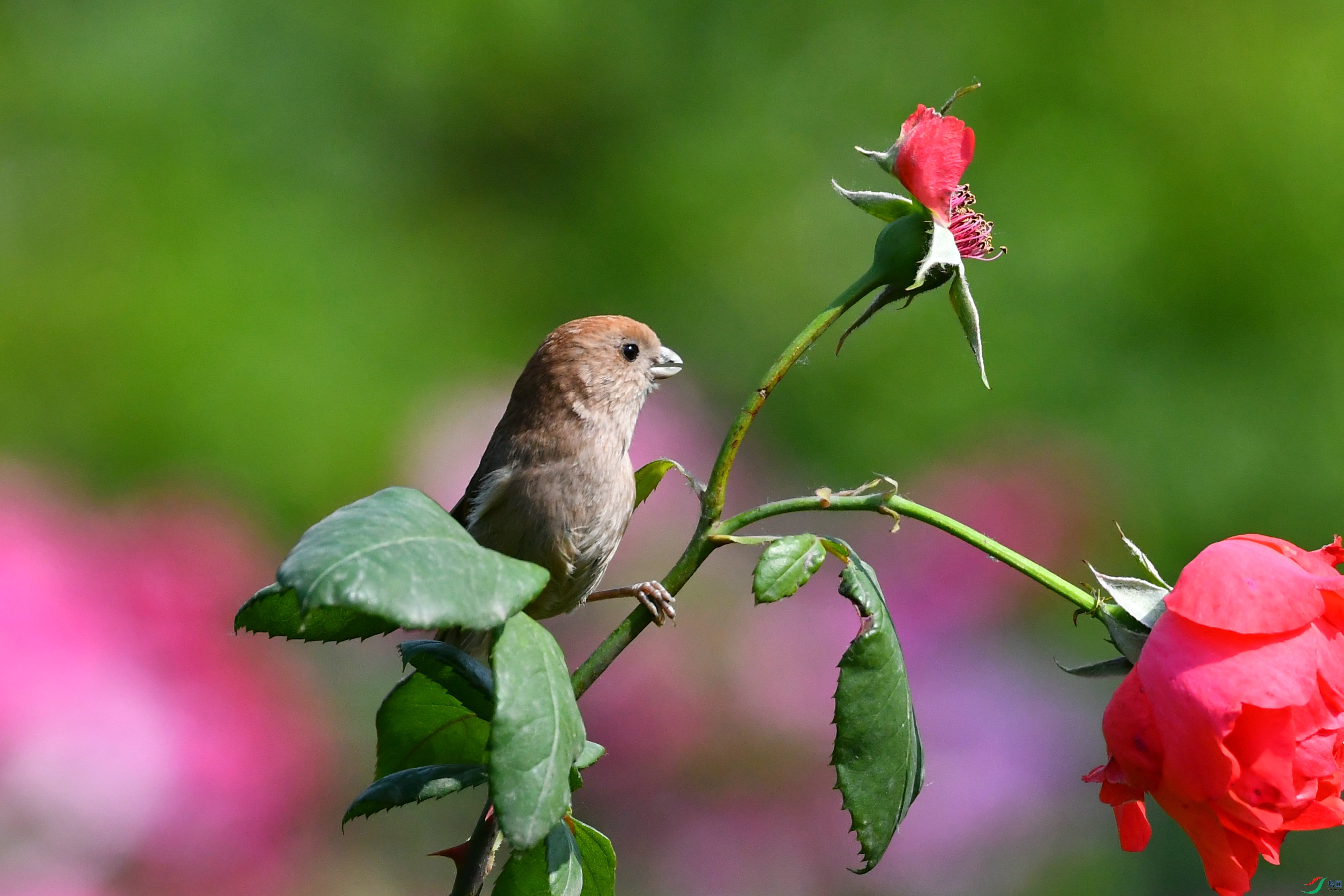 DSC_7027.JPG