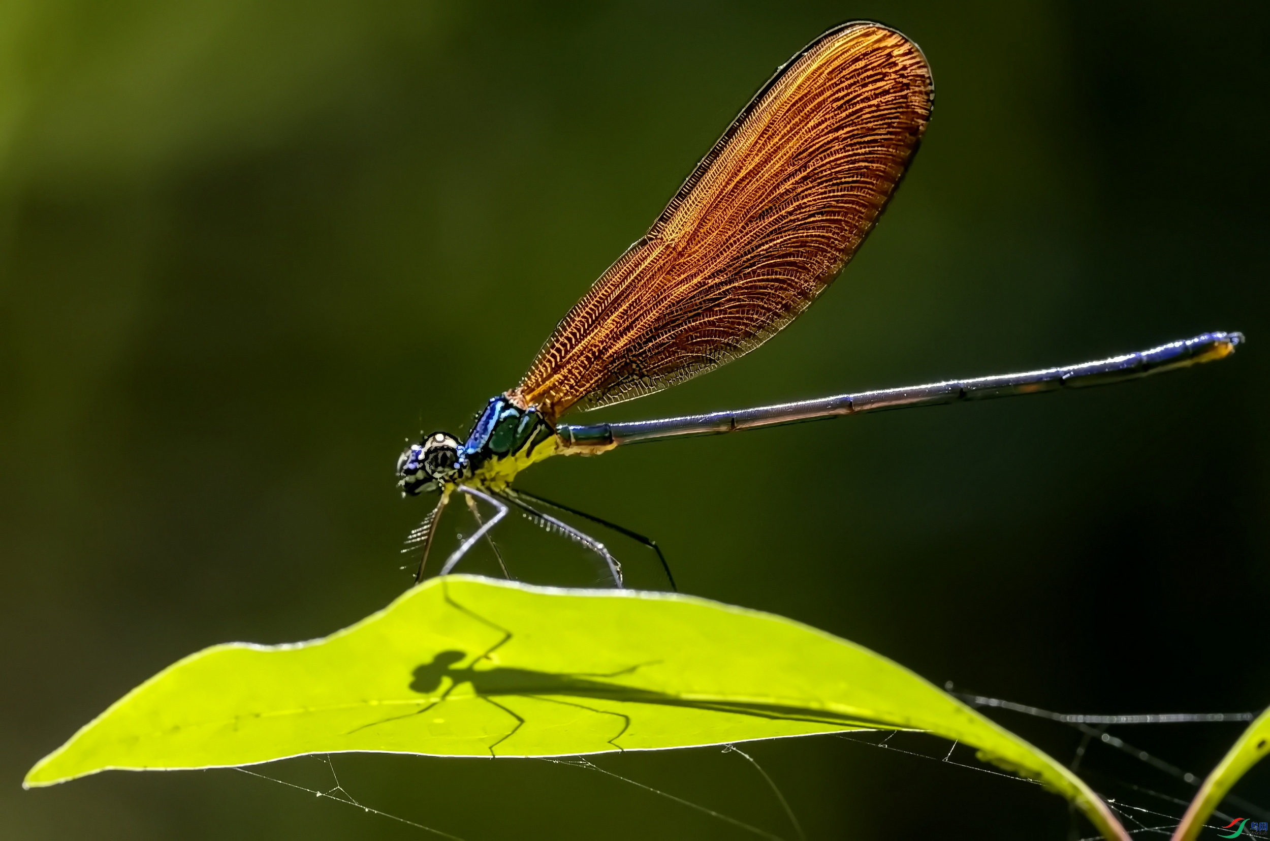 �̳���ɫ�Z (3)-1.jpg