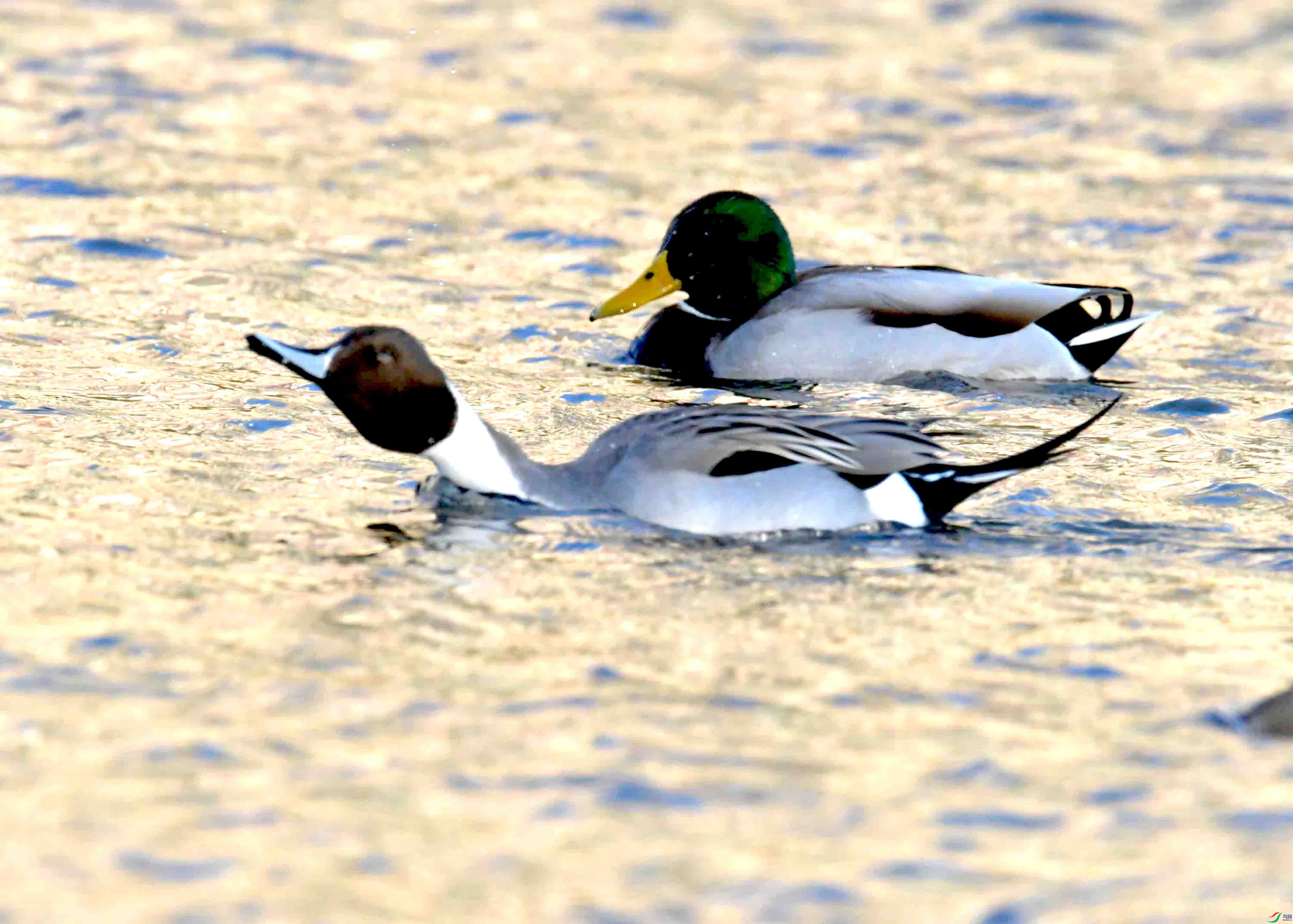 DSC_9534.JPG