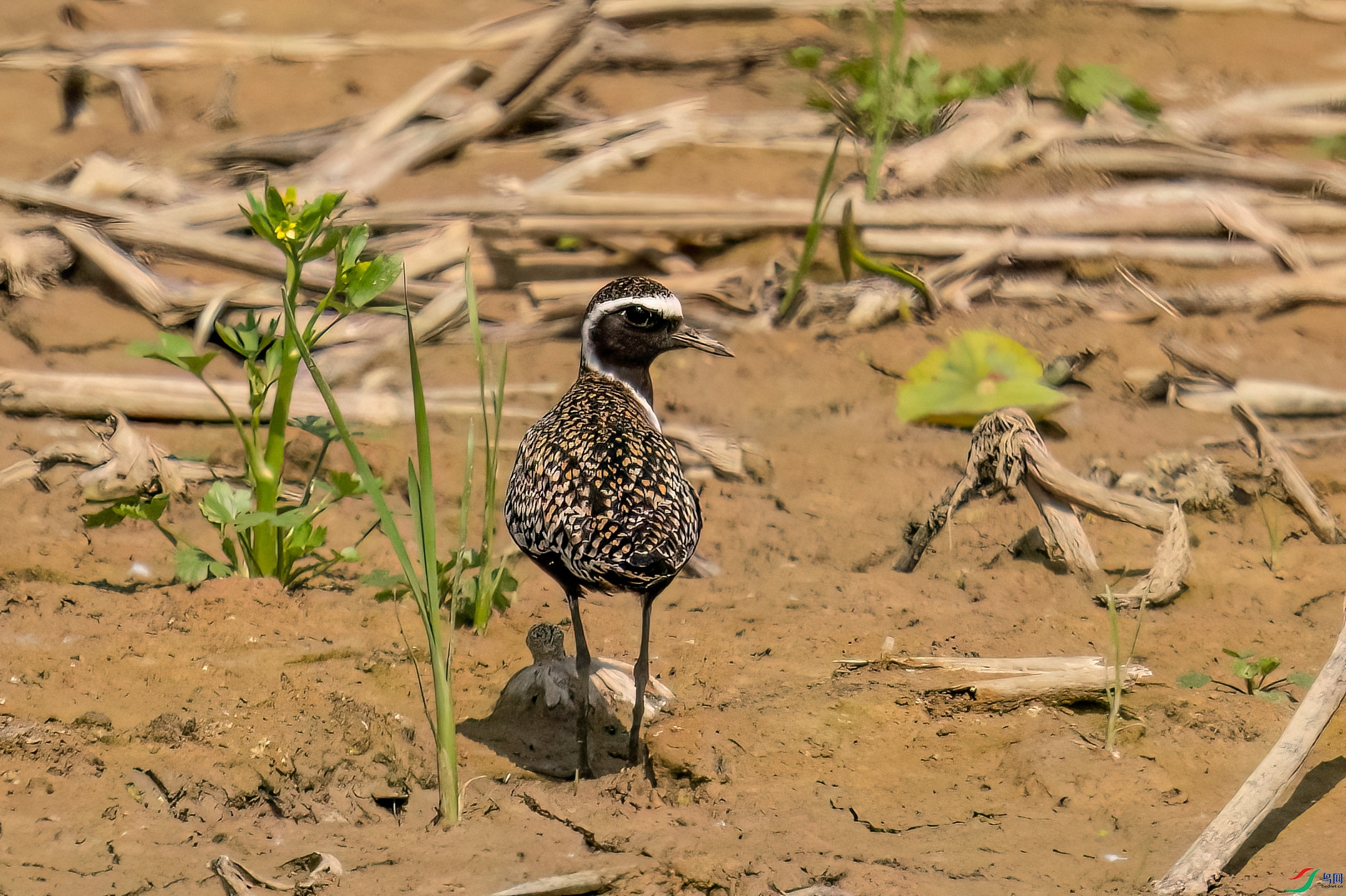 DSC_9162.jpg
