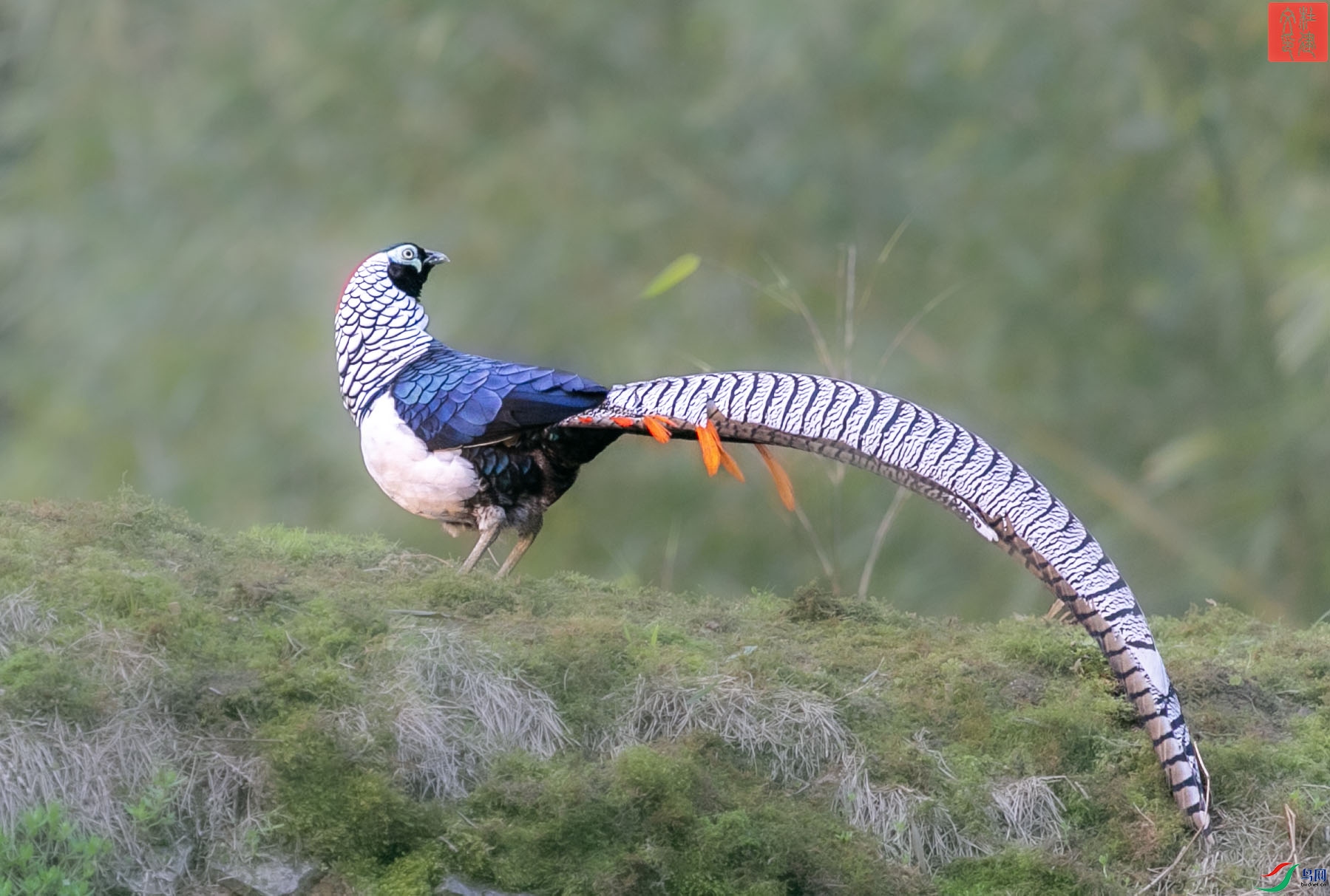 _D4Z1498 ����.jpg