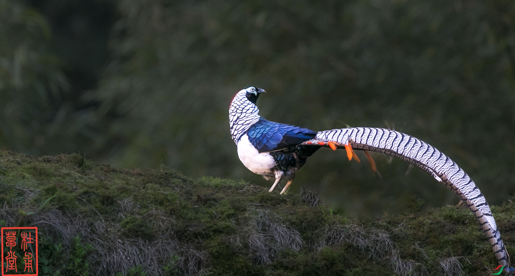 _D4Z1499 ����.jpg