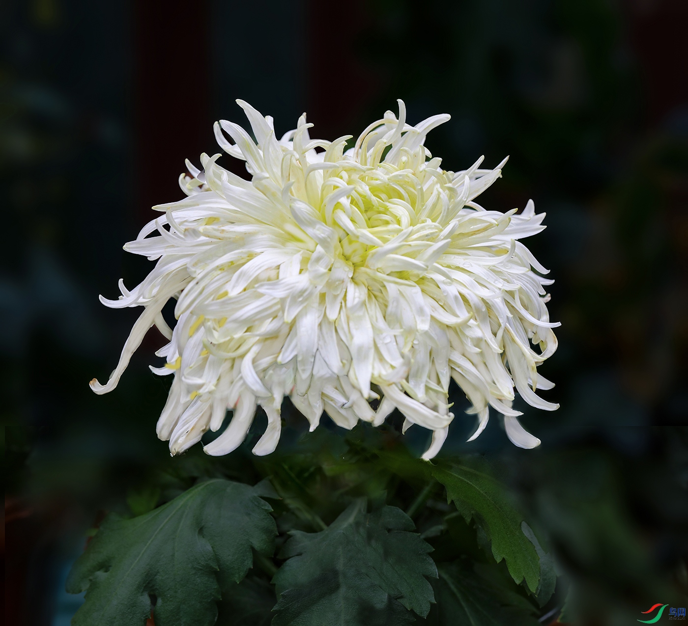 00105583aIMG_6050 佻�Ϸ�� 1000k.jpg