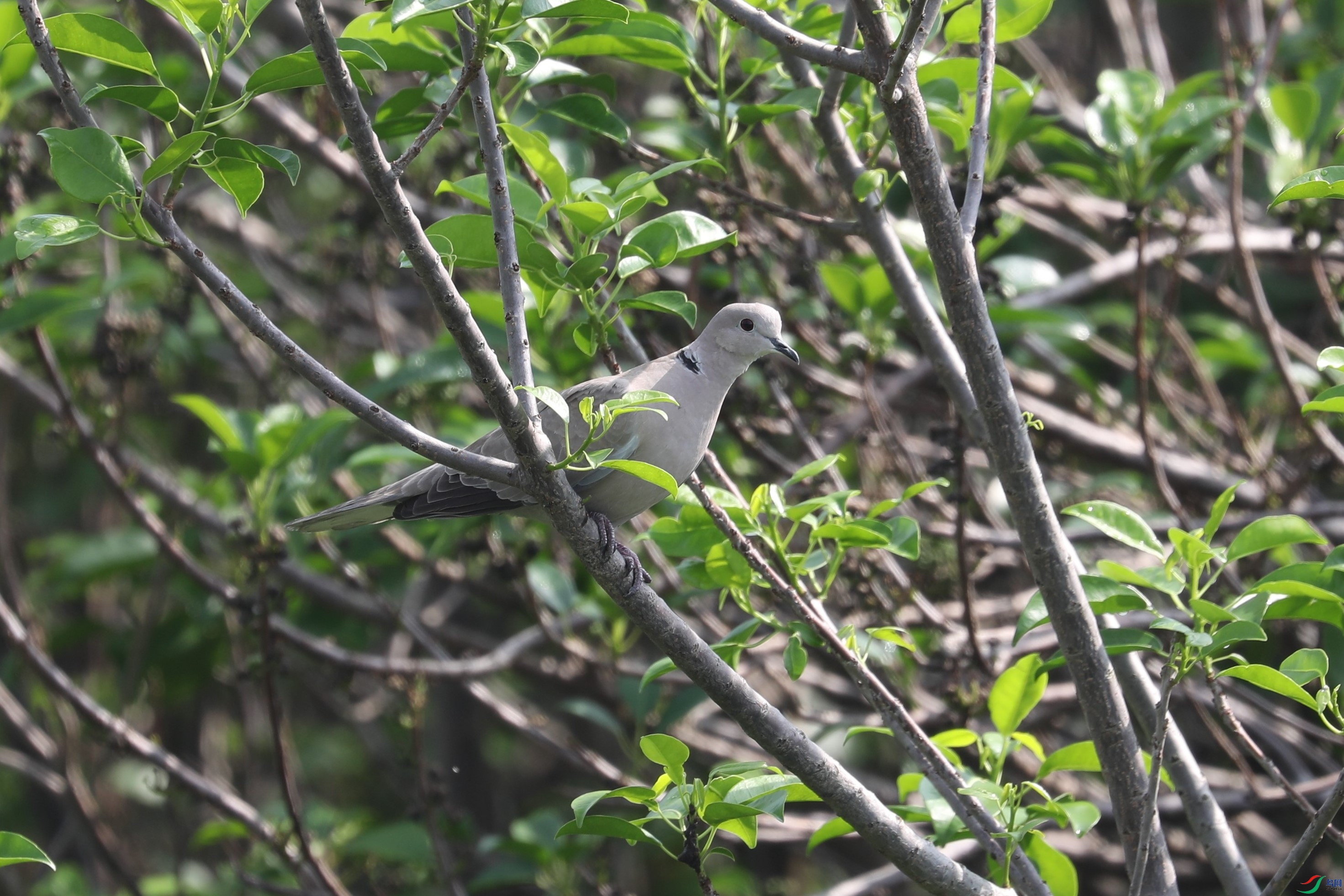 BL7A3469.JPG