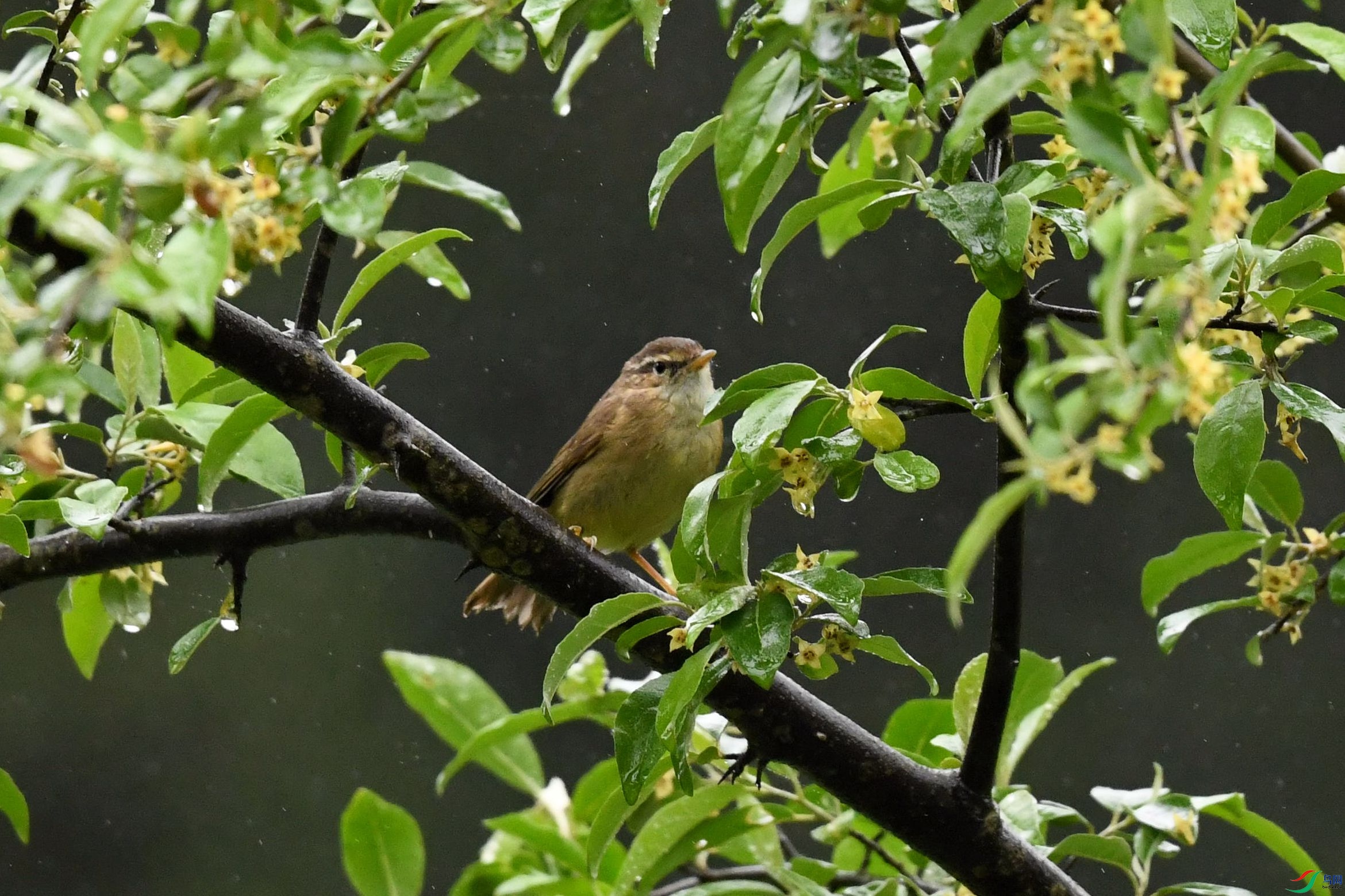 DSC_6497_����.jpg