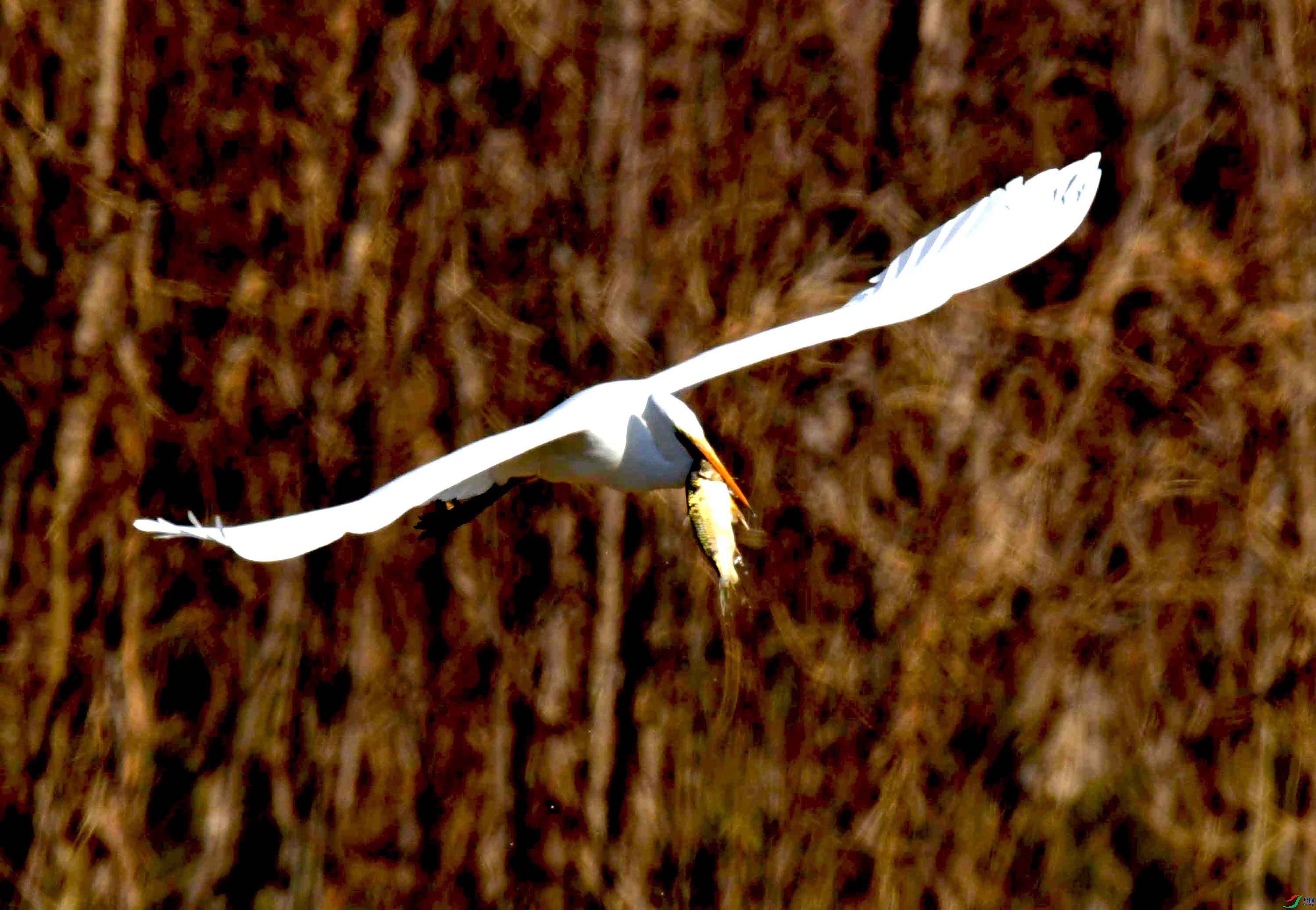 DSC_2785.JPG