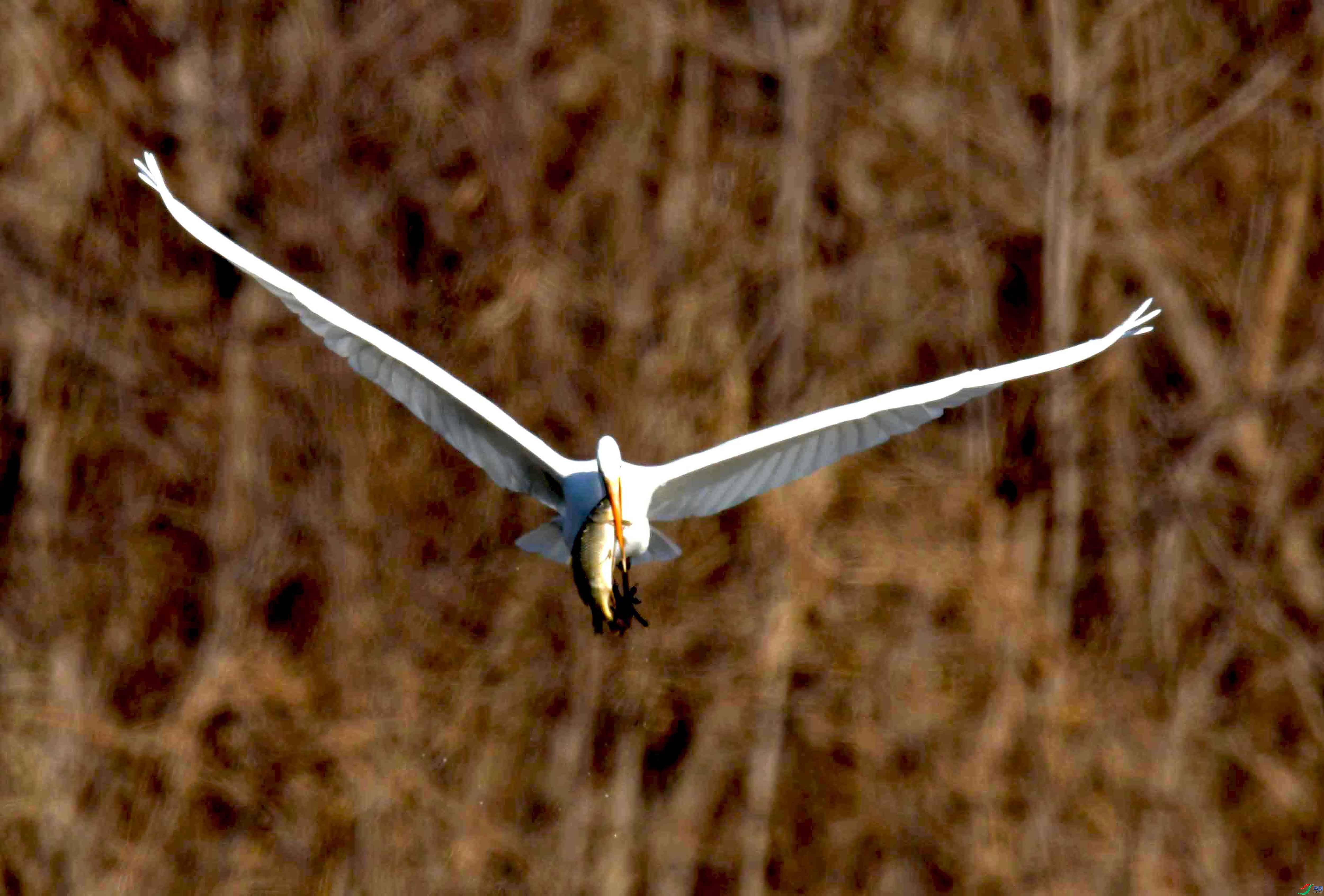 DSC_2786.JPG