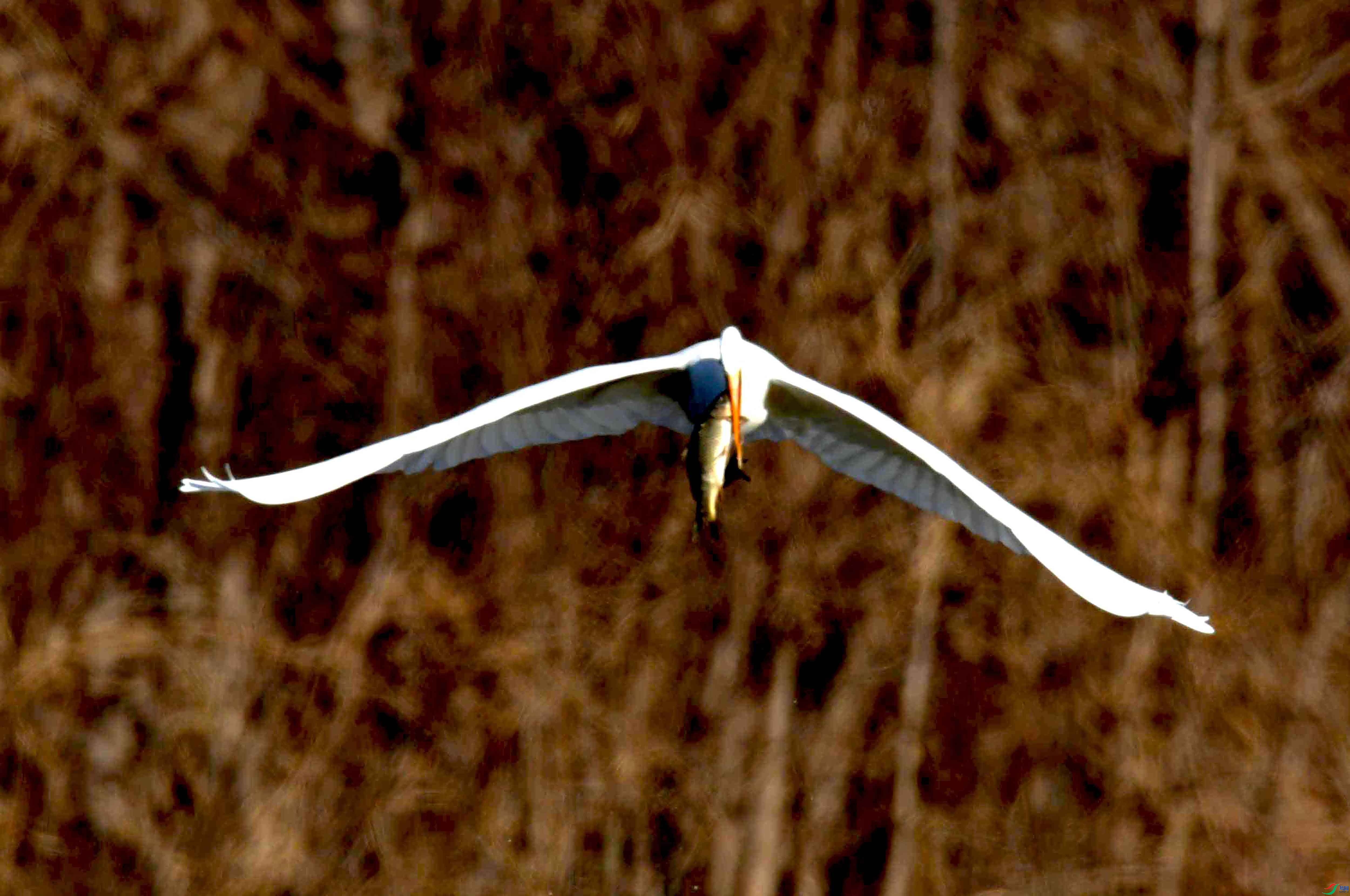 DSC_2787.JPG