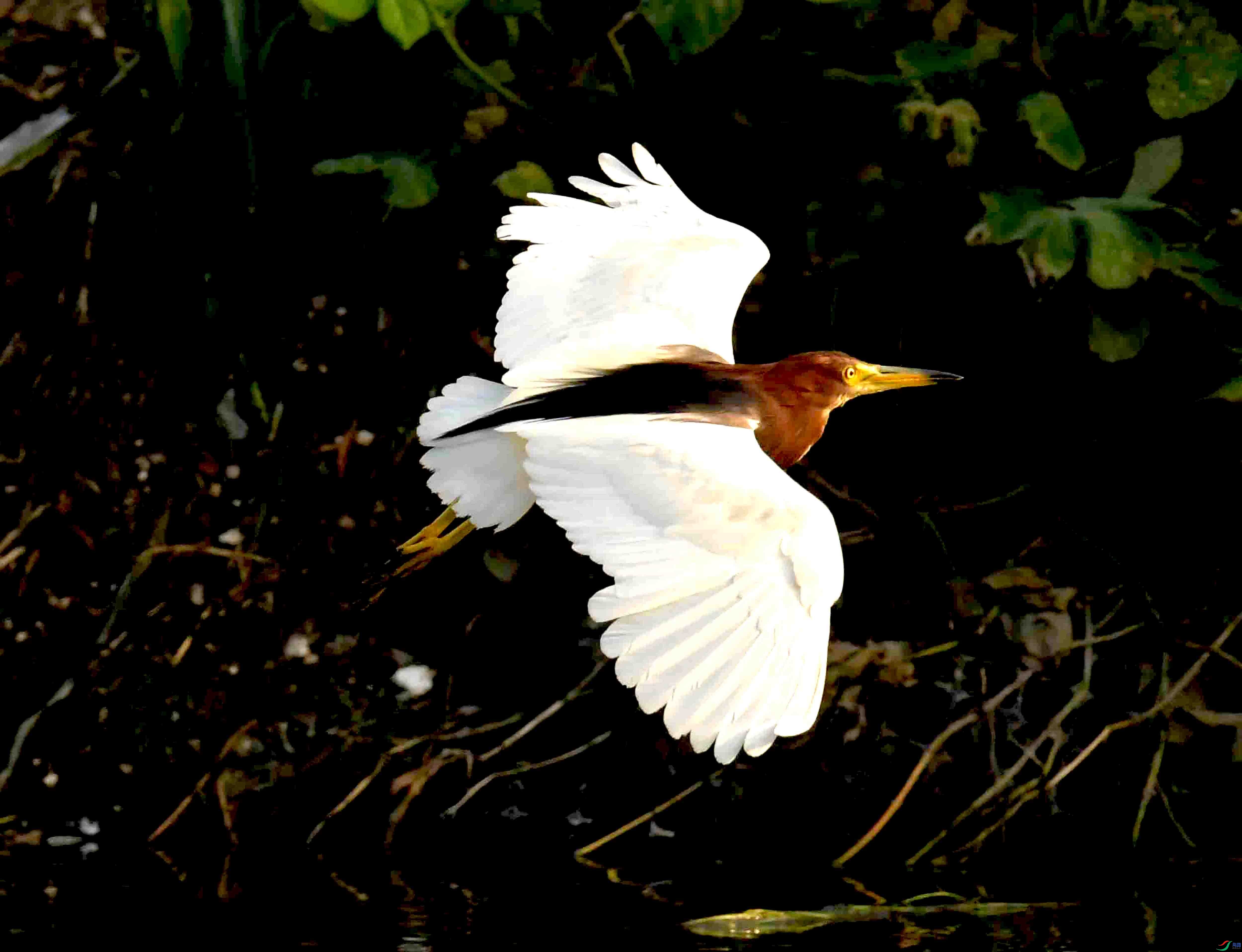 Copy2_DSC_3704.JPG