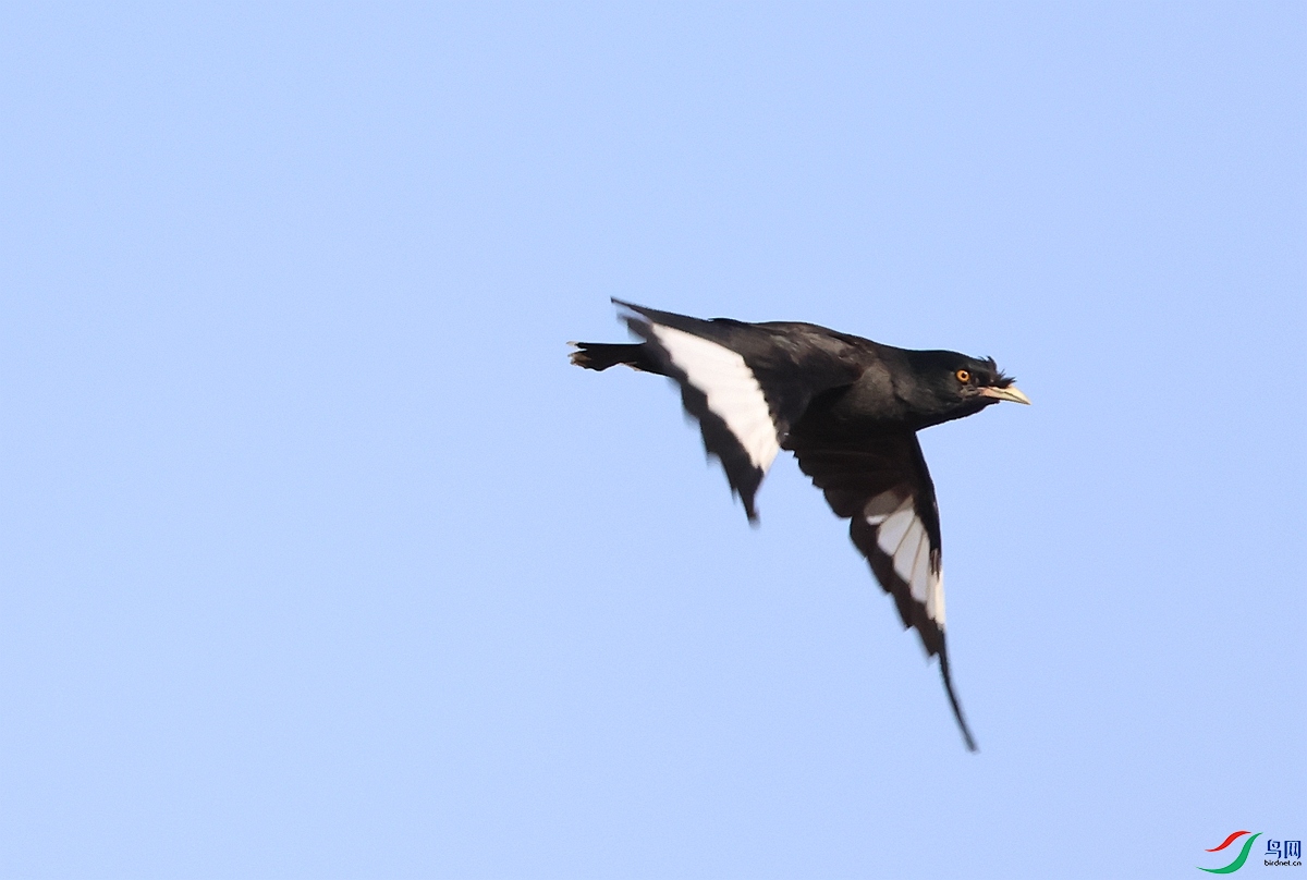 1P3A0135.JPG