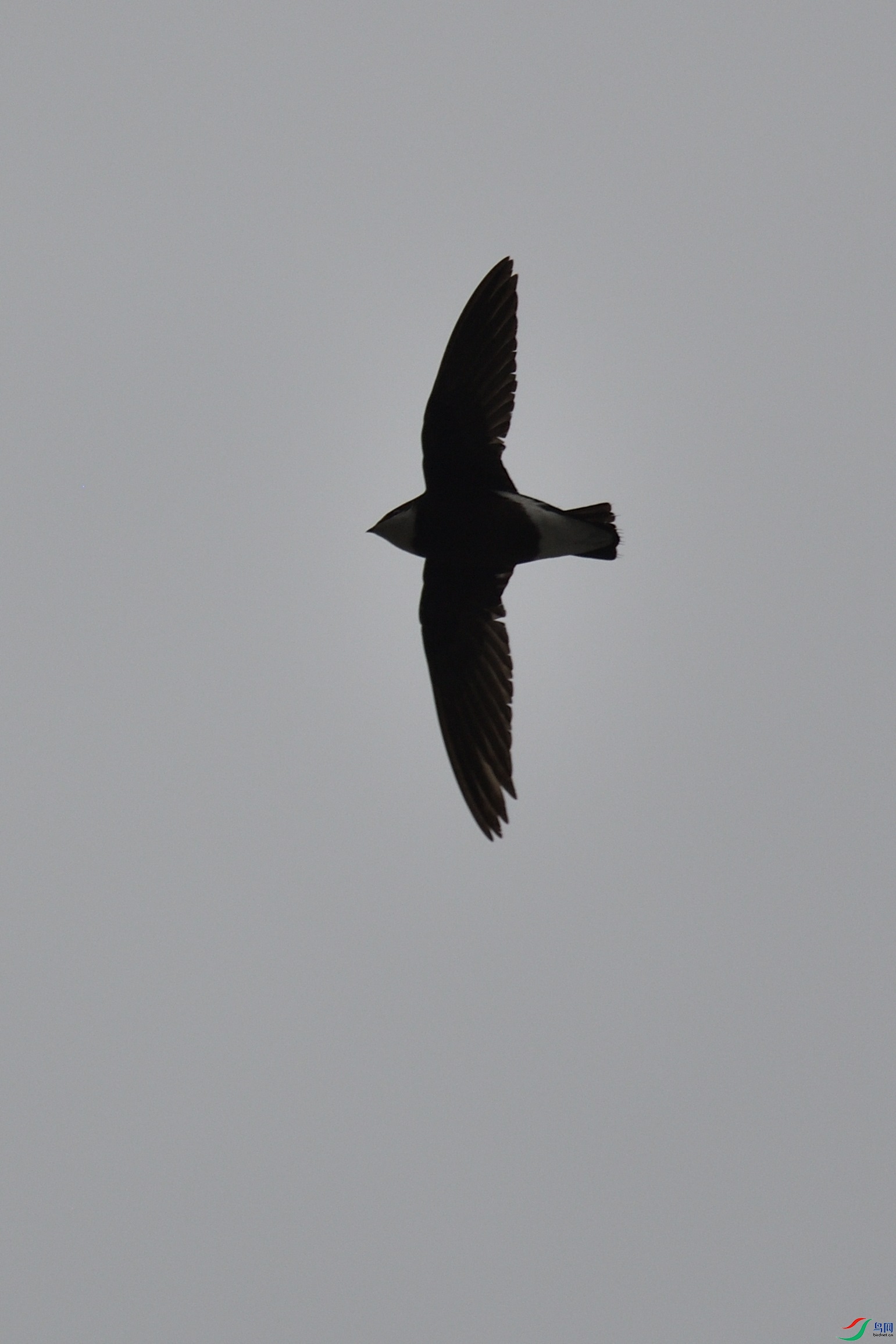 DSC_9800_00002.jpg