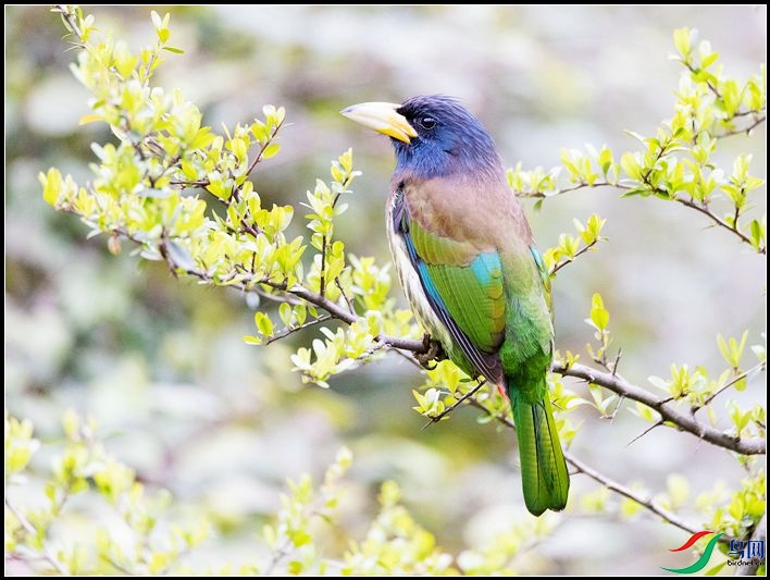 ������ľ��ѧ����Psilopogon virens��