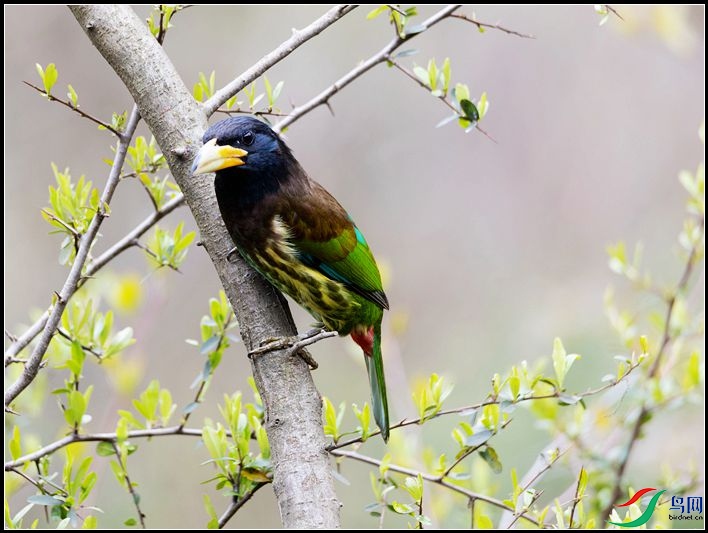 ������ľ��ѧ����Psilopogon virens��