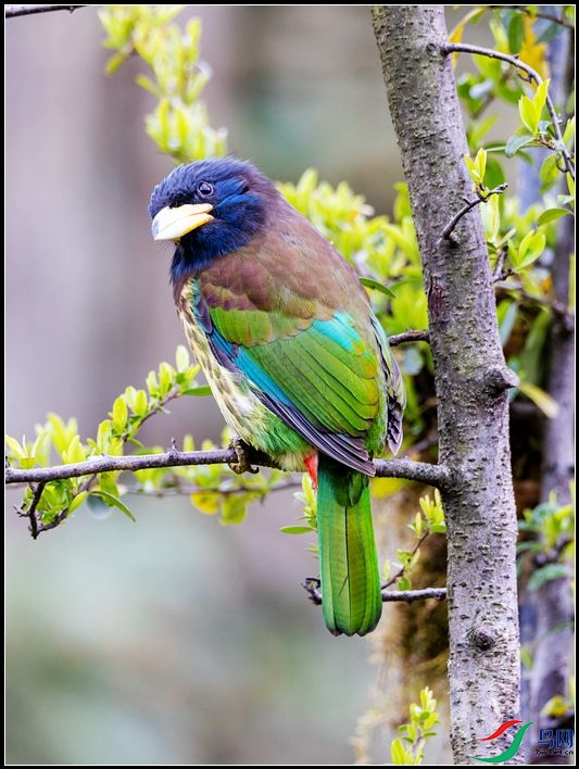������ľ��ѧ����Psilopogon virens��