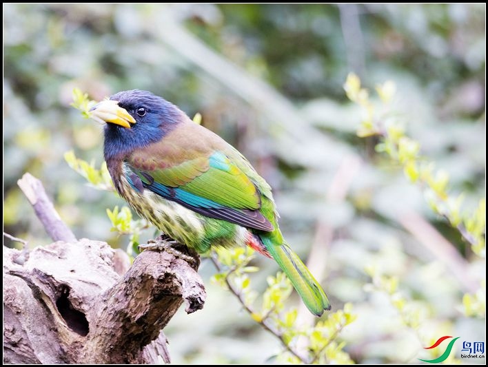 ������ľ��ѧ����Psilopogon virens��