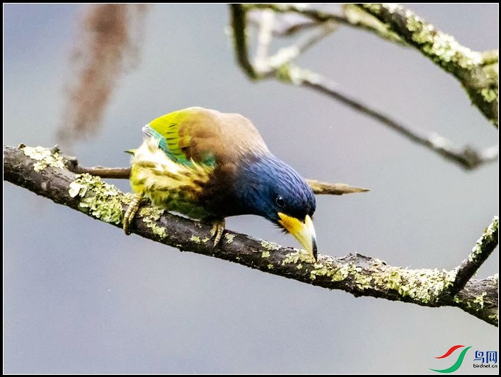 ������ľ��ѧ����Psilopogon virens��