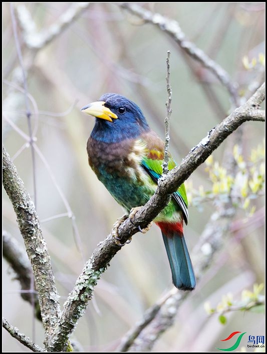 ������ľ��ѧ����Psilopogon virens��
