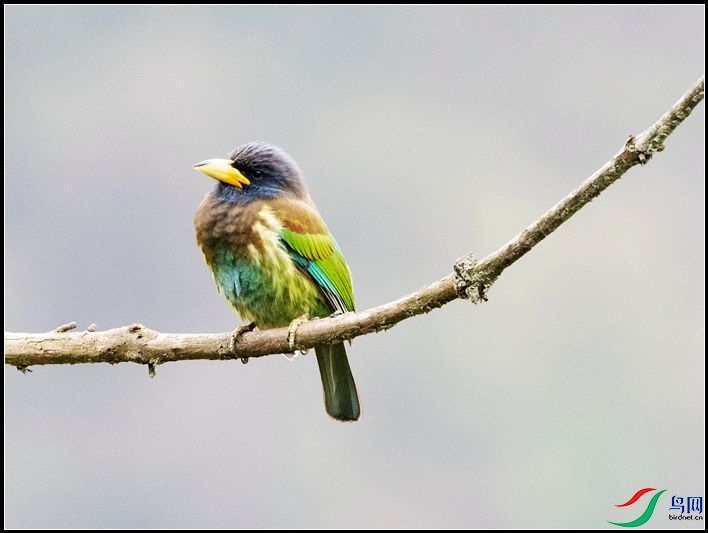 ������ľ��ѧ����Psilopogon virens��