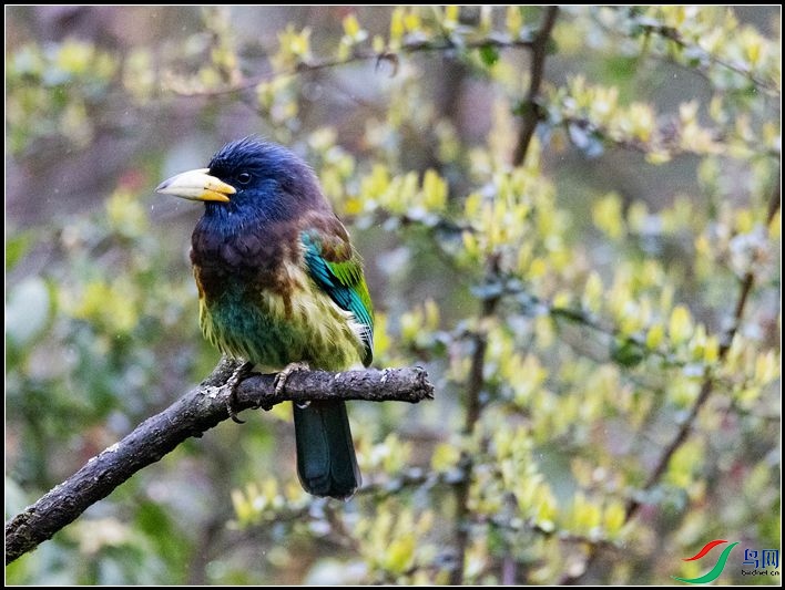 ������ľ��ѧ����Psilopogon virens��