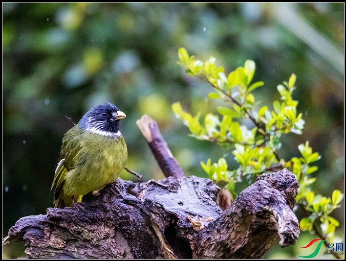 ������ľ��ѧ����Psilopogon virens��