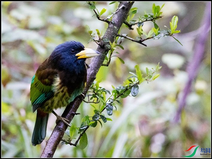 ������ľ��ѧ����Psilopogon virens��