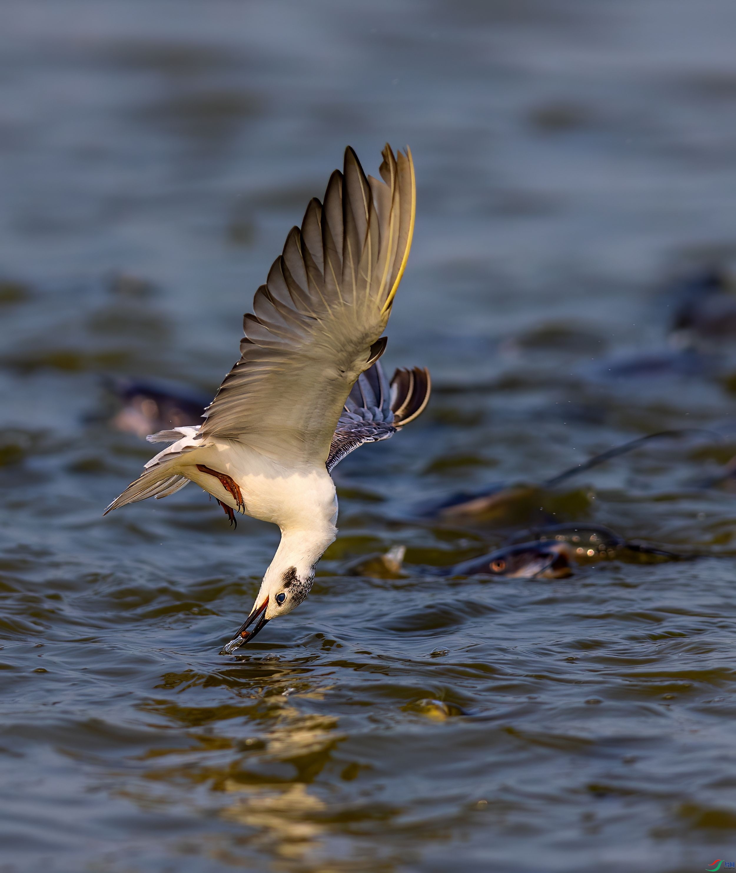 273A3664-topaz-denoise-sharpen_����.jpg