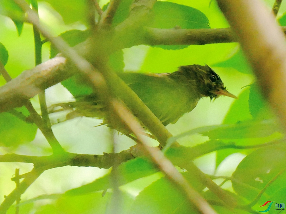 P9700051 - ����.JPG