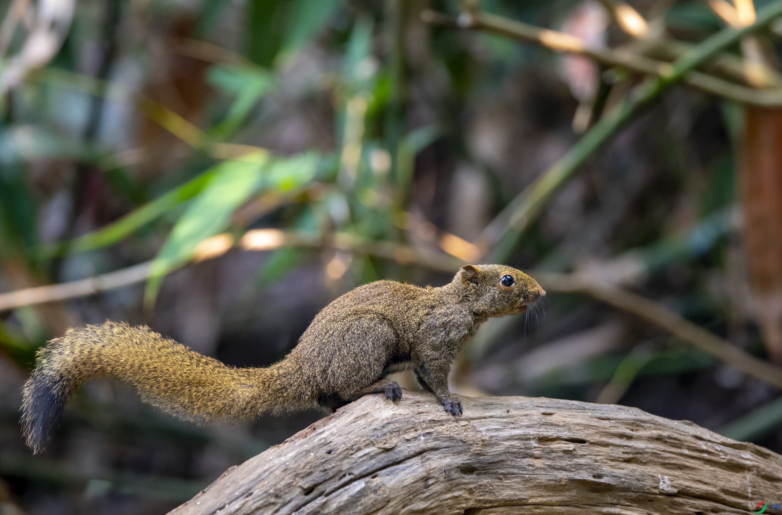 DSC_8296.JPG