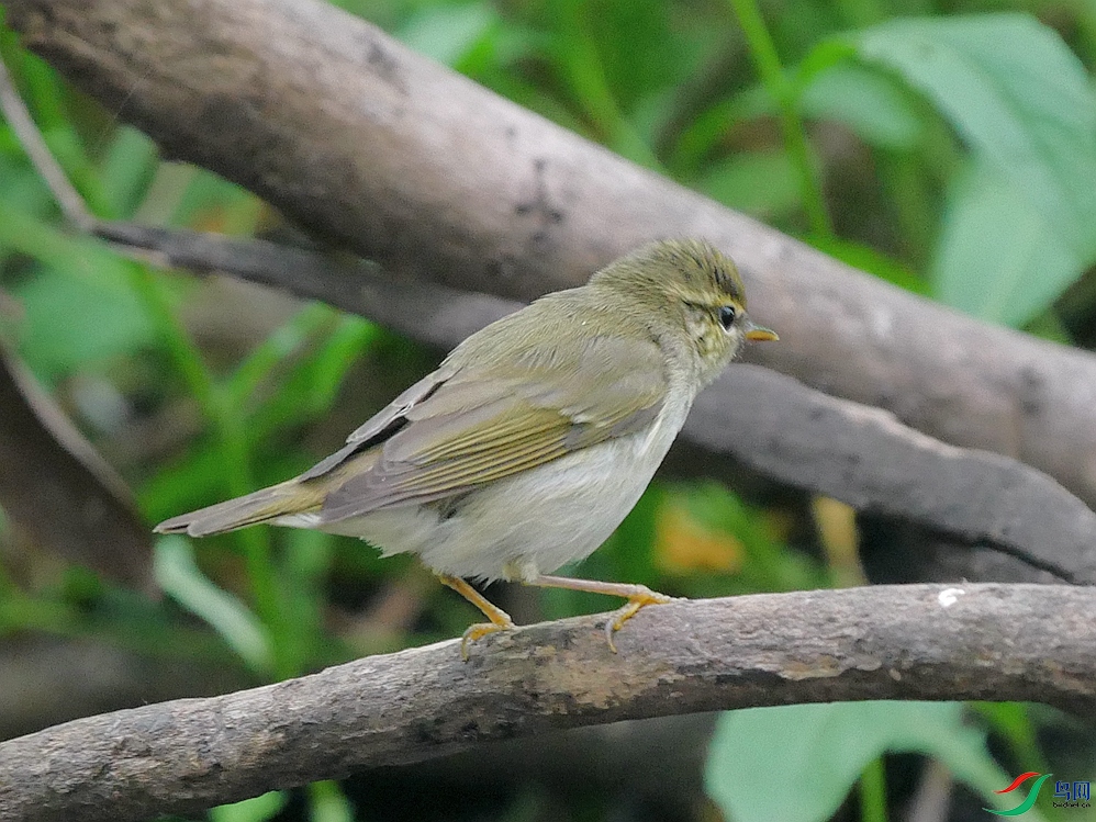 P9690775 - ����.JPG