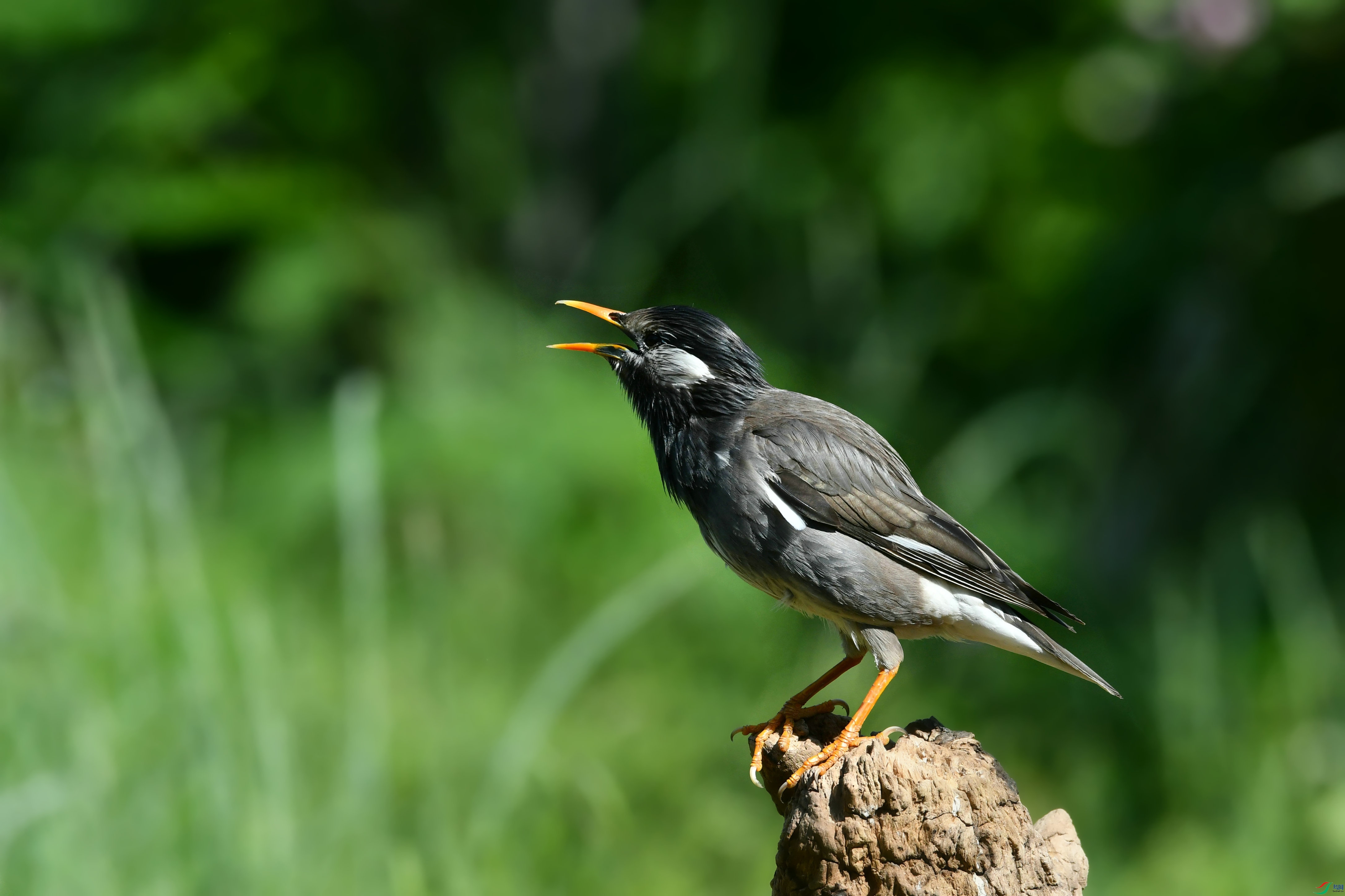 DSC_7658.JPG